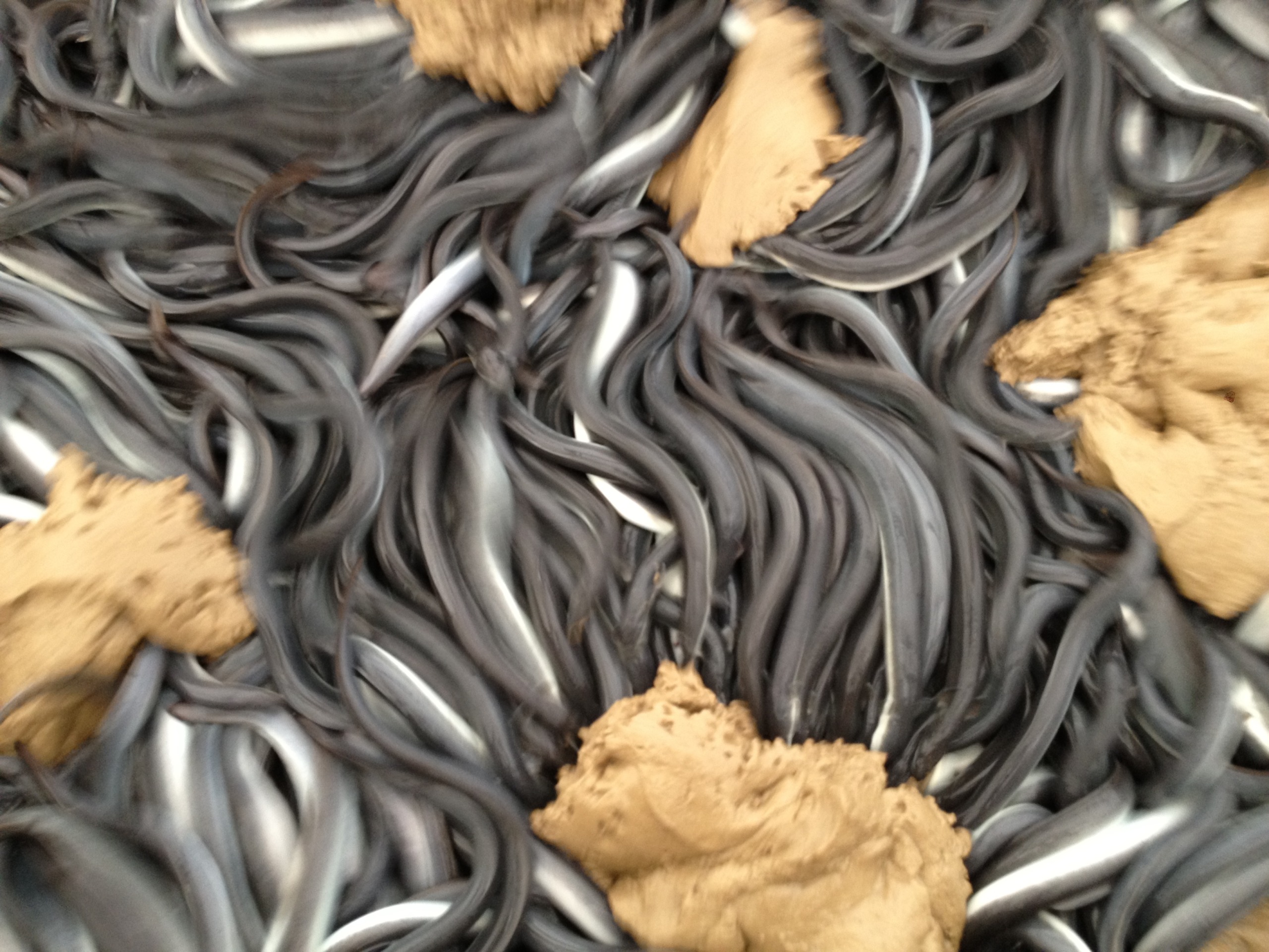 A pile of slimy, eel-like creatures intertwined with patches of mud or clay. The eels are gray and appear wet, giving a shiny texture, while the mud is a brownish-yellow color. The scene is chaotic and organic.