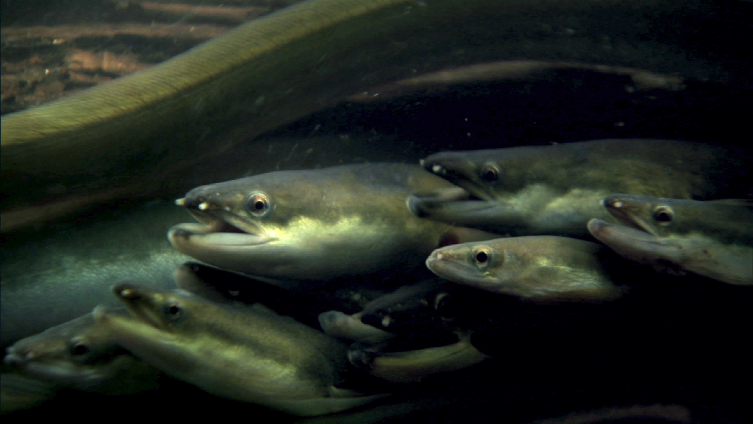 A sleek congregation of eels with elongated bodies weave through the dark, murky water. Their mouths are slightly ajar, revealing sharp teeth, while their eyes remain watchful. The shadowy backdrop enhances the enigmatic ambiance of this underwater tableau.