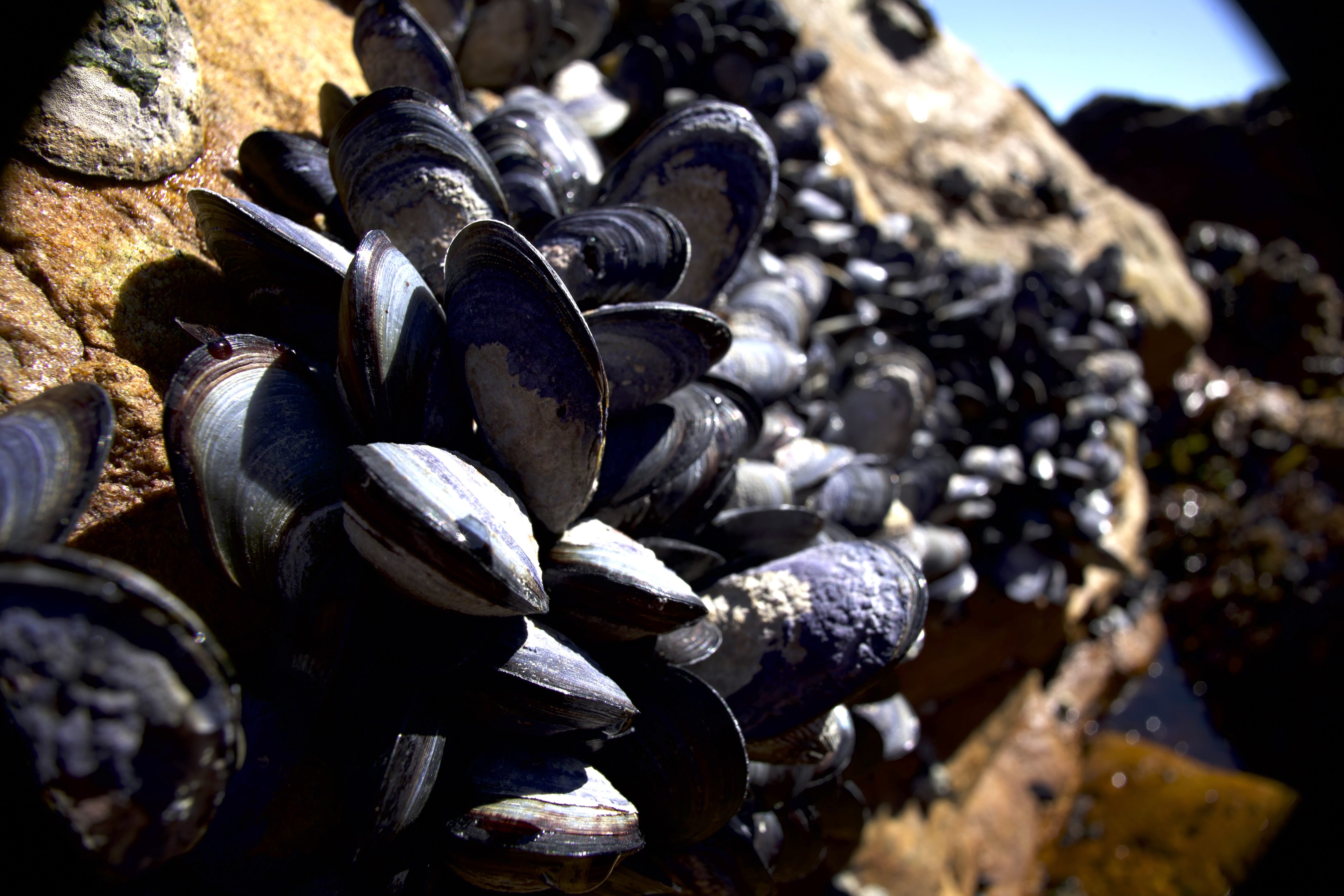 A cluster of dark blue mussels, their shells shaped by nature, clings to a sunlit rocky surface near the water, with more mussels scattered across the background rocks.