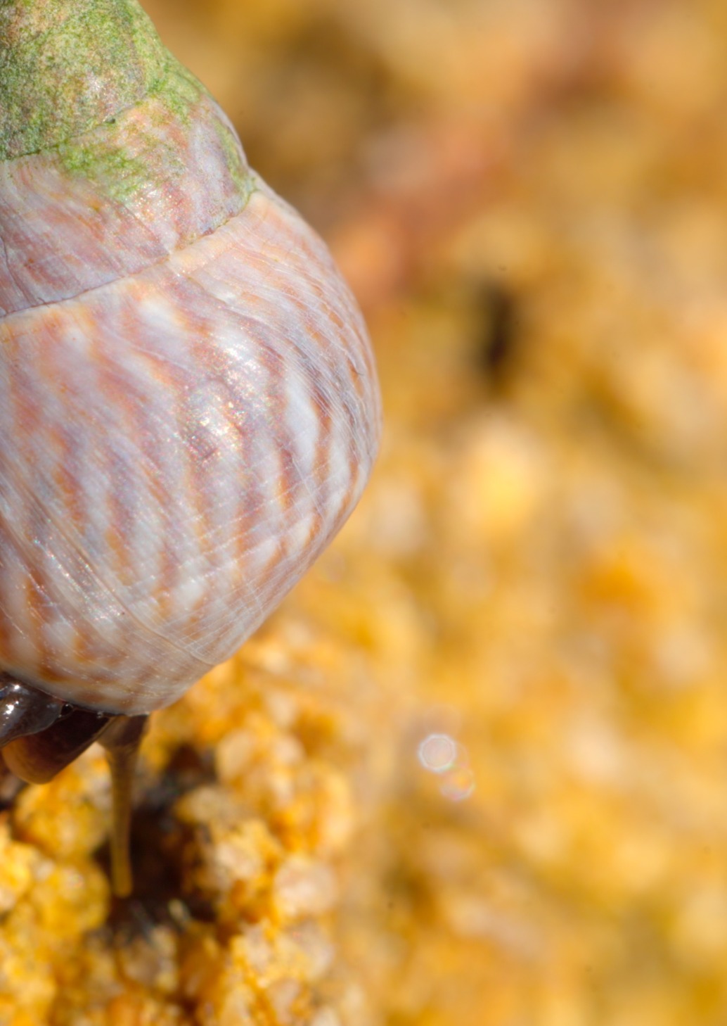 A close-up of a small snail with a textured, spiral shell crawling on a golden, rocky surface in bright sunlight, capturing the beauty of shells and the wonders of nature.