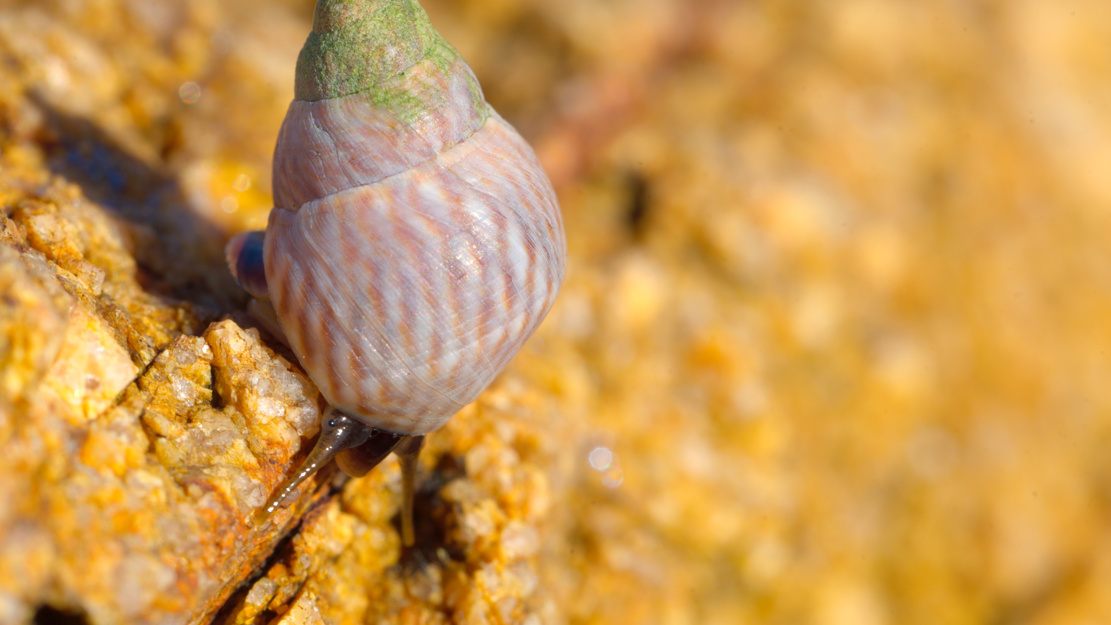 A close-up of a small snail with a textured, spiral shell crawling on a golden, rocky surface in bright sunlight, capturing the beauty of shells and the wonders of nature.