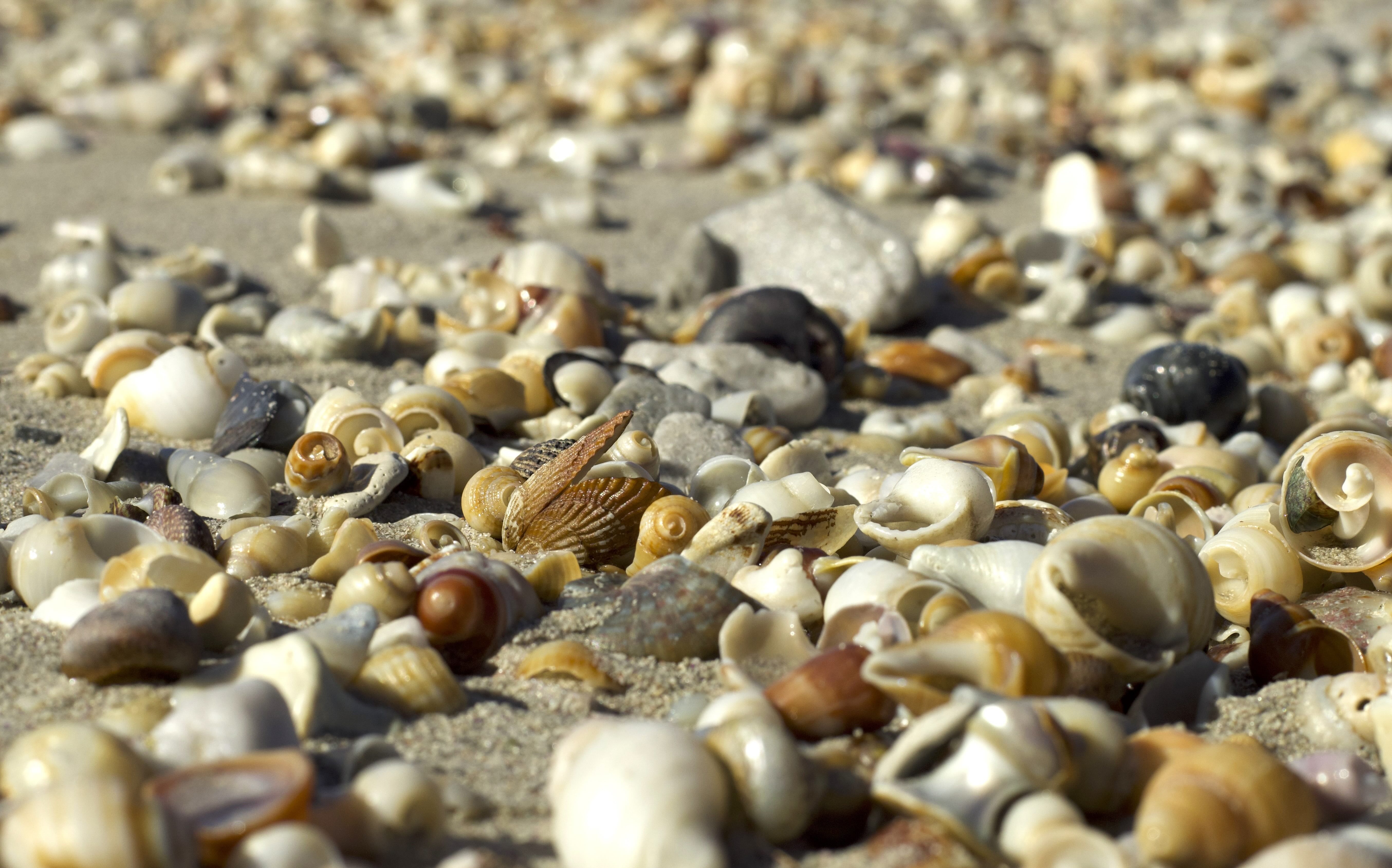 A close-up view of a sandy beach covered with colorful shells and small stones, each shaped by nature and scattered across the surface.