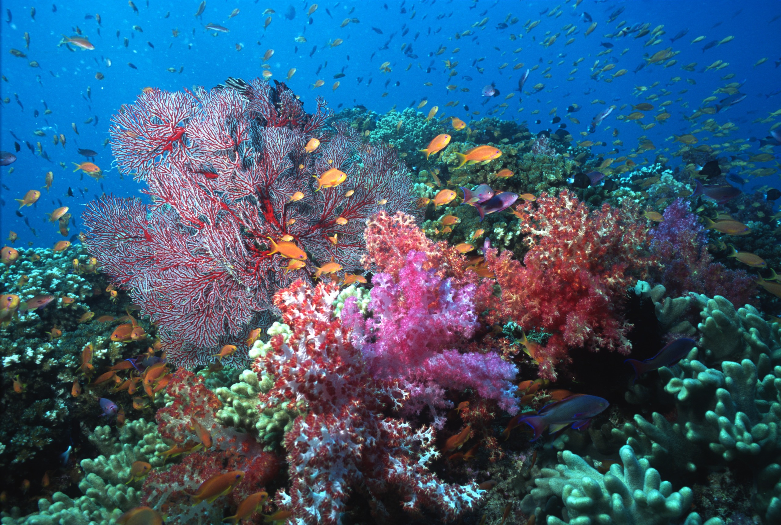 A vibrant underwater scene showcases a variety of colorful corals and small fish swimming amidst the reef, set against a deep blue ocean backdrop. The corals bloom in shades of red, pink, and green, creating a mesmerizing harmony with the vast ocean.