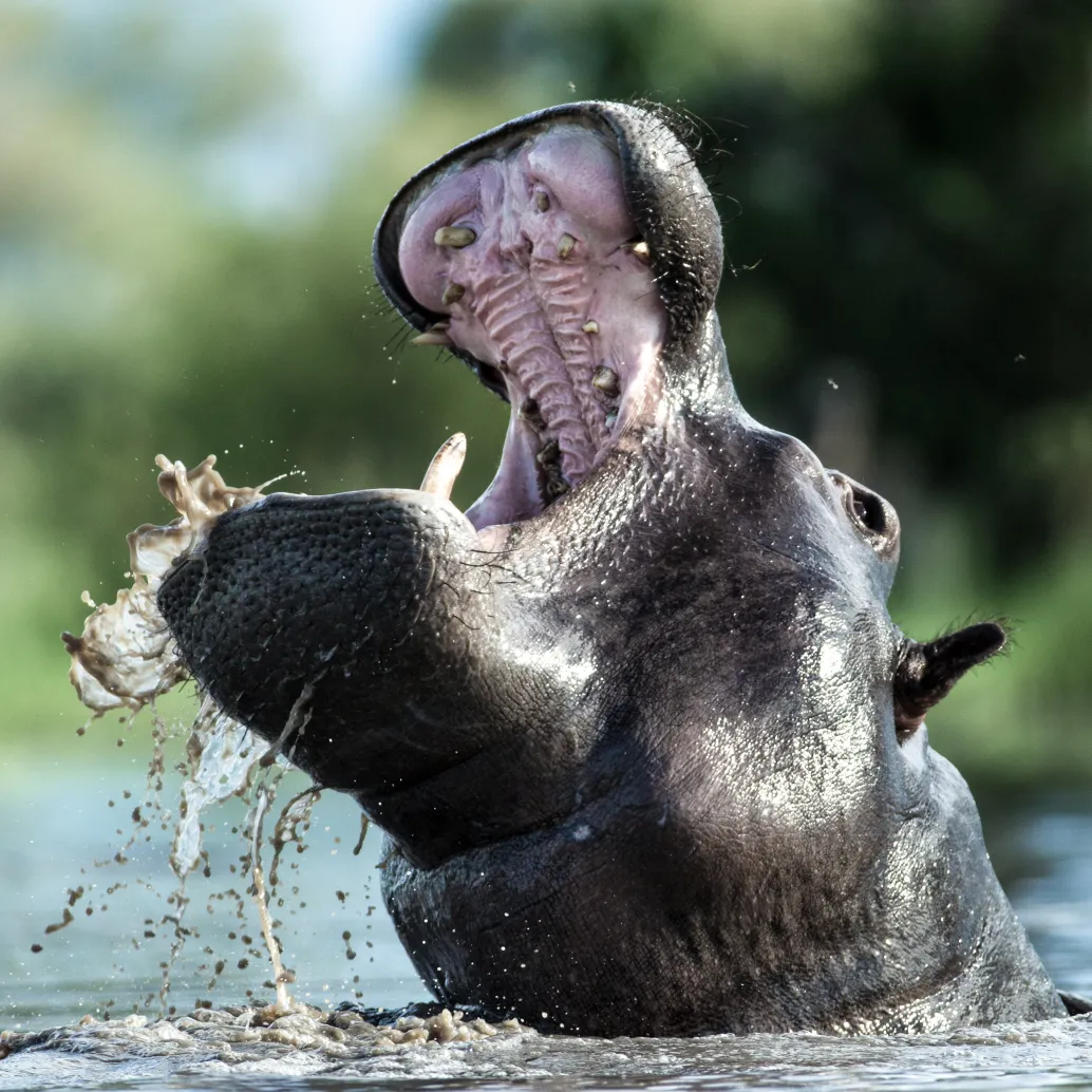 A hippo, like an Emmy contender commanding attention, rises above the water with its mouth wide open, displaying its large teeth. Water splashes around as it emerges against a backdrop of blurred greenery, reminiscent of TMFS nominations making a splash in the world of entertainment.