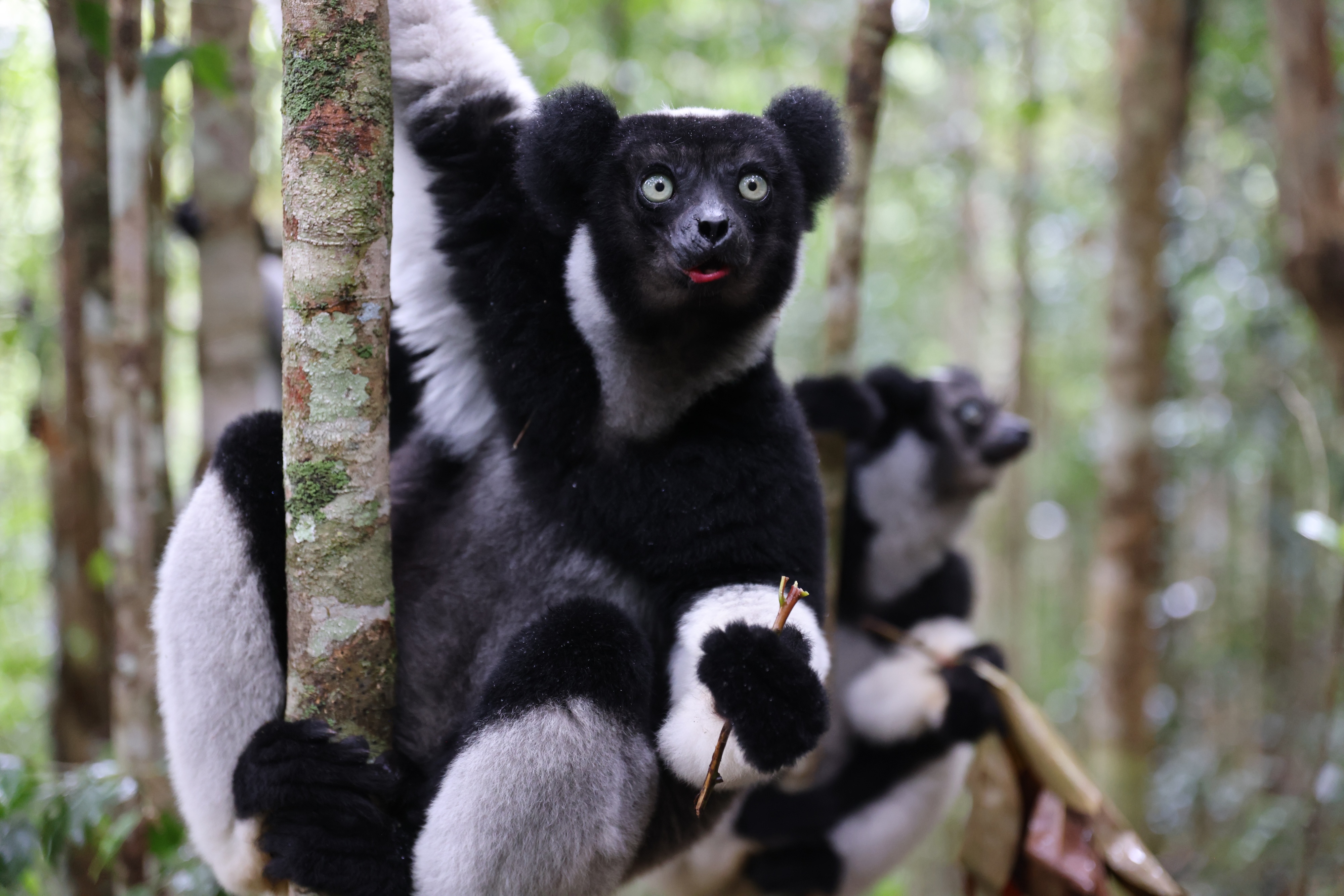 A black-and-white lemur clings to a tree in a forest, staring wide-eyed at the camera with its mouth slightly open—capturing a moment straight out of the Lemur Diaries. Another lemur is visible in the background, also holding onto a branch.
