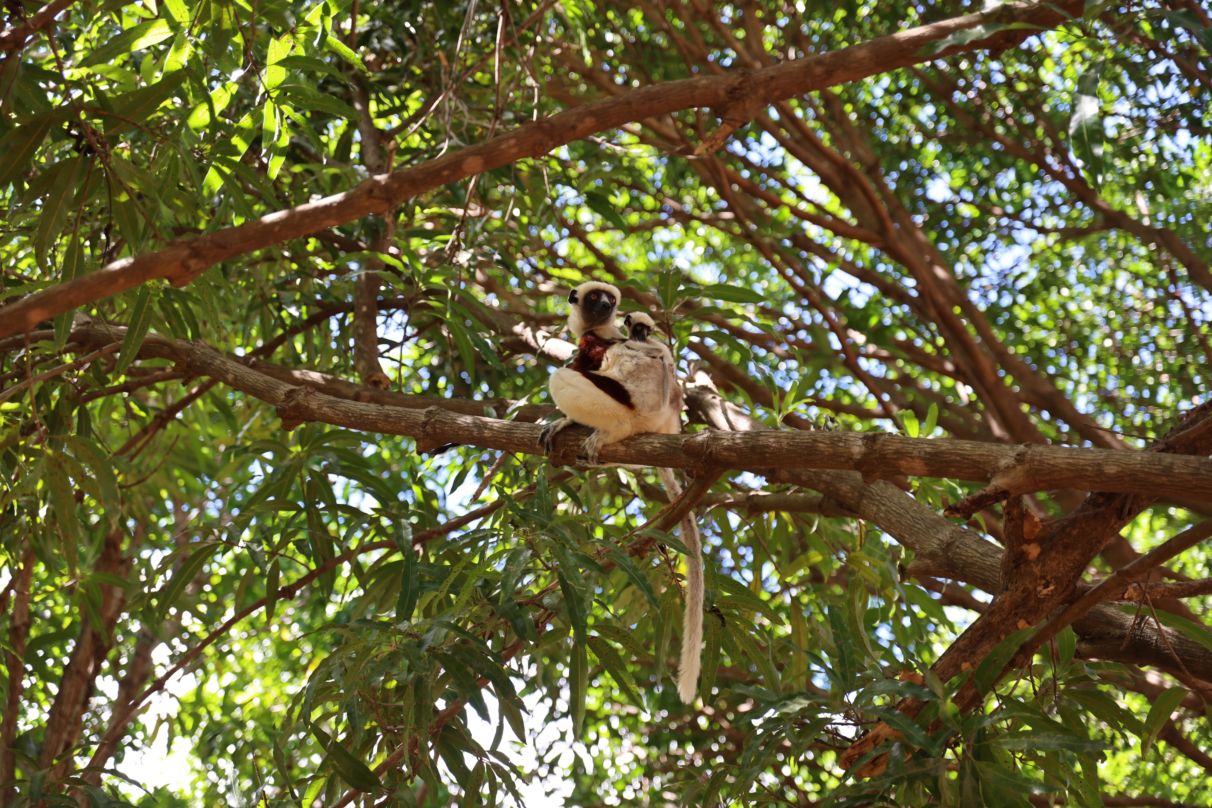 In this scene from the Lemur Diaries, a lemur with a black-and-white face sits on a tree branch, holding food in its paws, surrounded by green leaves and sunlight filtering through the foliage.