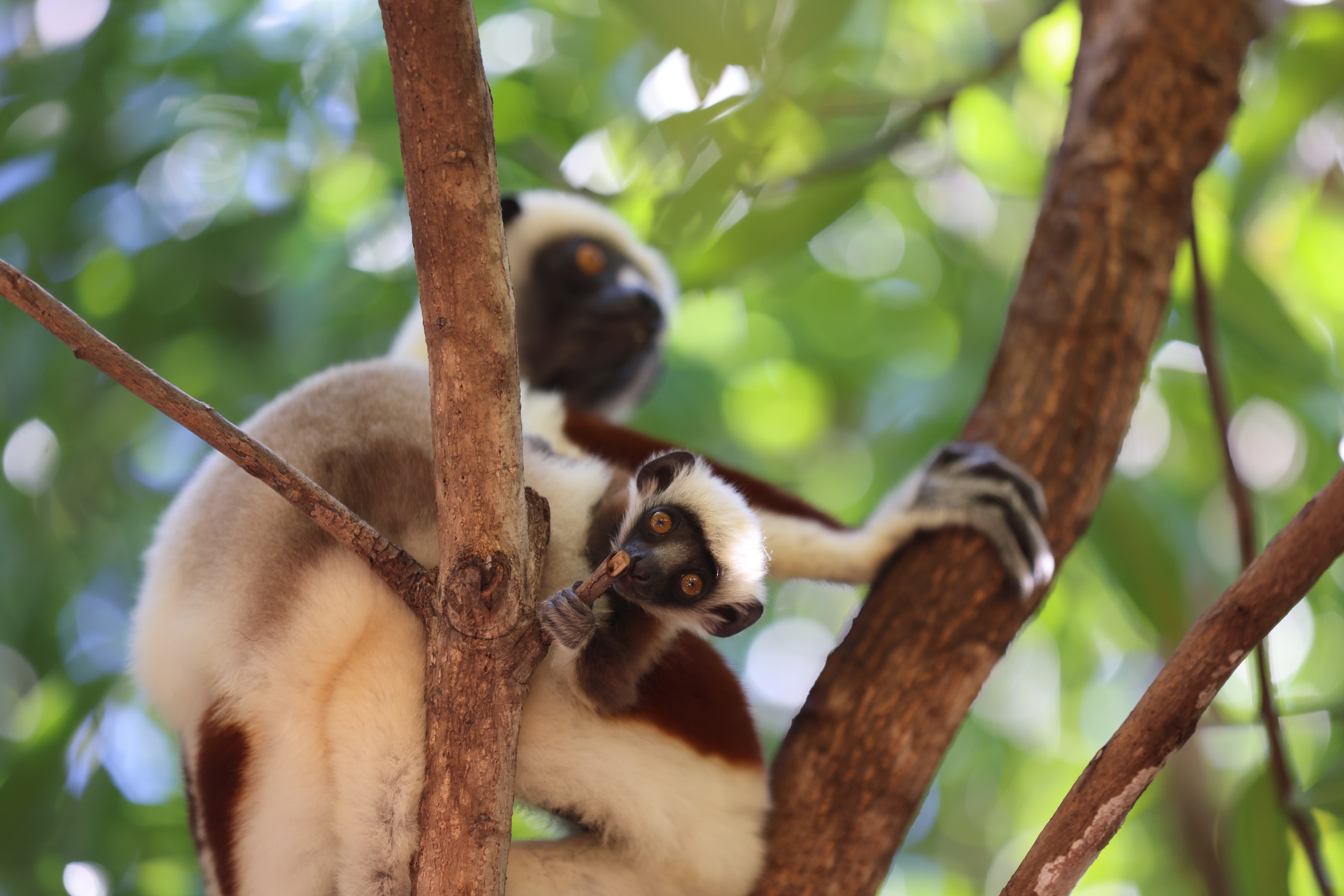 A scene from Lemur Diaries: A white-furred lemur with a dark face and bright eyes clings to a tree branch, grasping a twig amid green leaves and dappled sunlight in the forest.