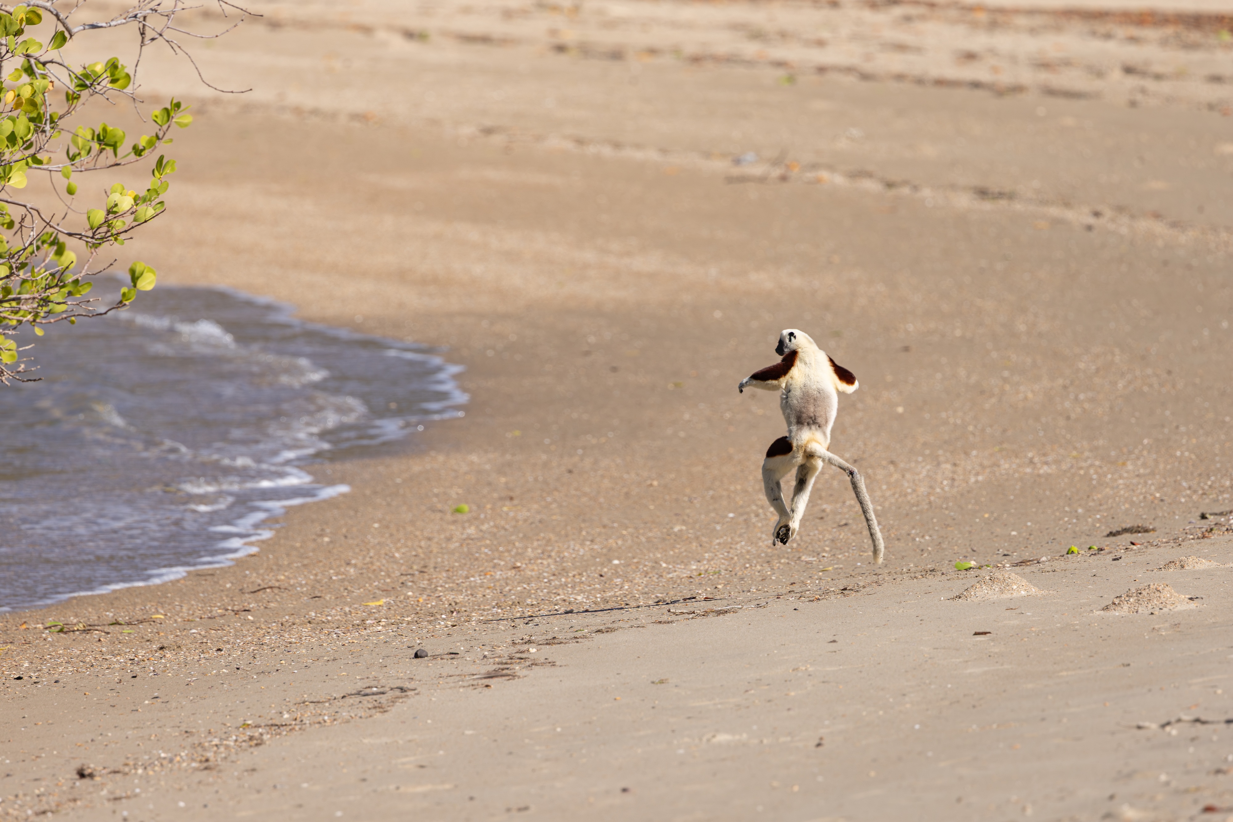 A lemur leaps upright across a sandy beach near the water’s edge, with greenery on the left and gentle waves lapping against the shore—a perfect moment for the Lemur Diaries.