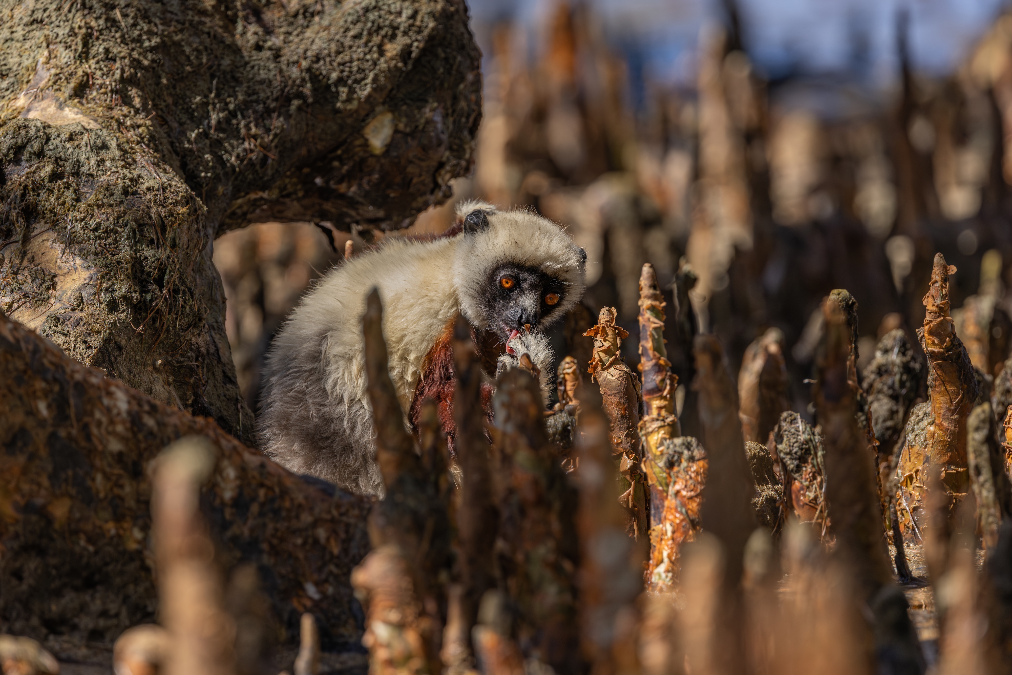 A lemur with orange eyes stands among jagged, brown tree roots or stalagmites, partially hidden and looking directly at the camera in a sunlit, natural environment—a scene straight from the Lemur Diaries.