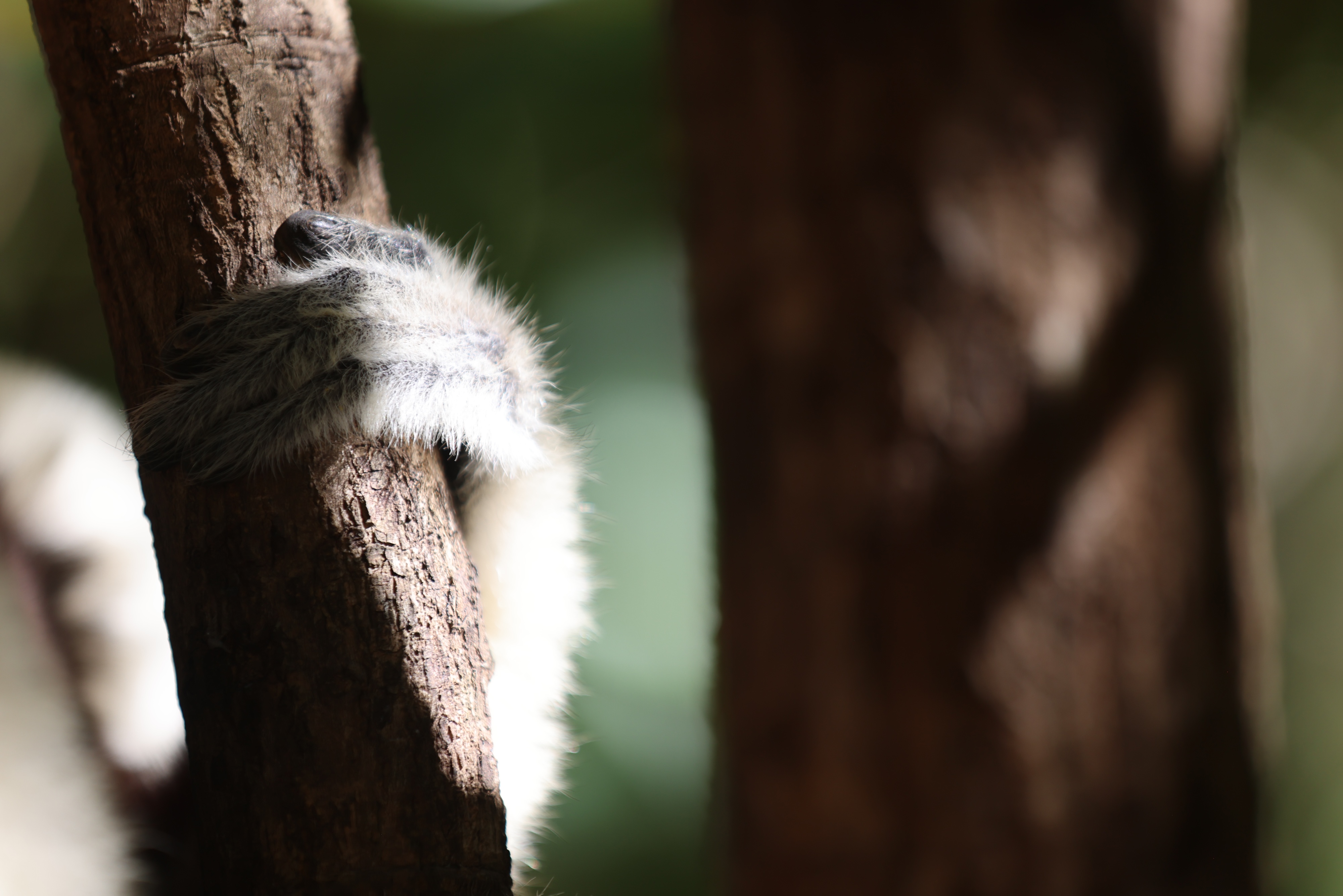 Close-up of a furry animal’s paw gripping a tree branch, with blurred green and brown background suggesting a natural forest environment—perfect for a scene from the Lemur Diaries.