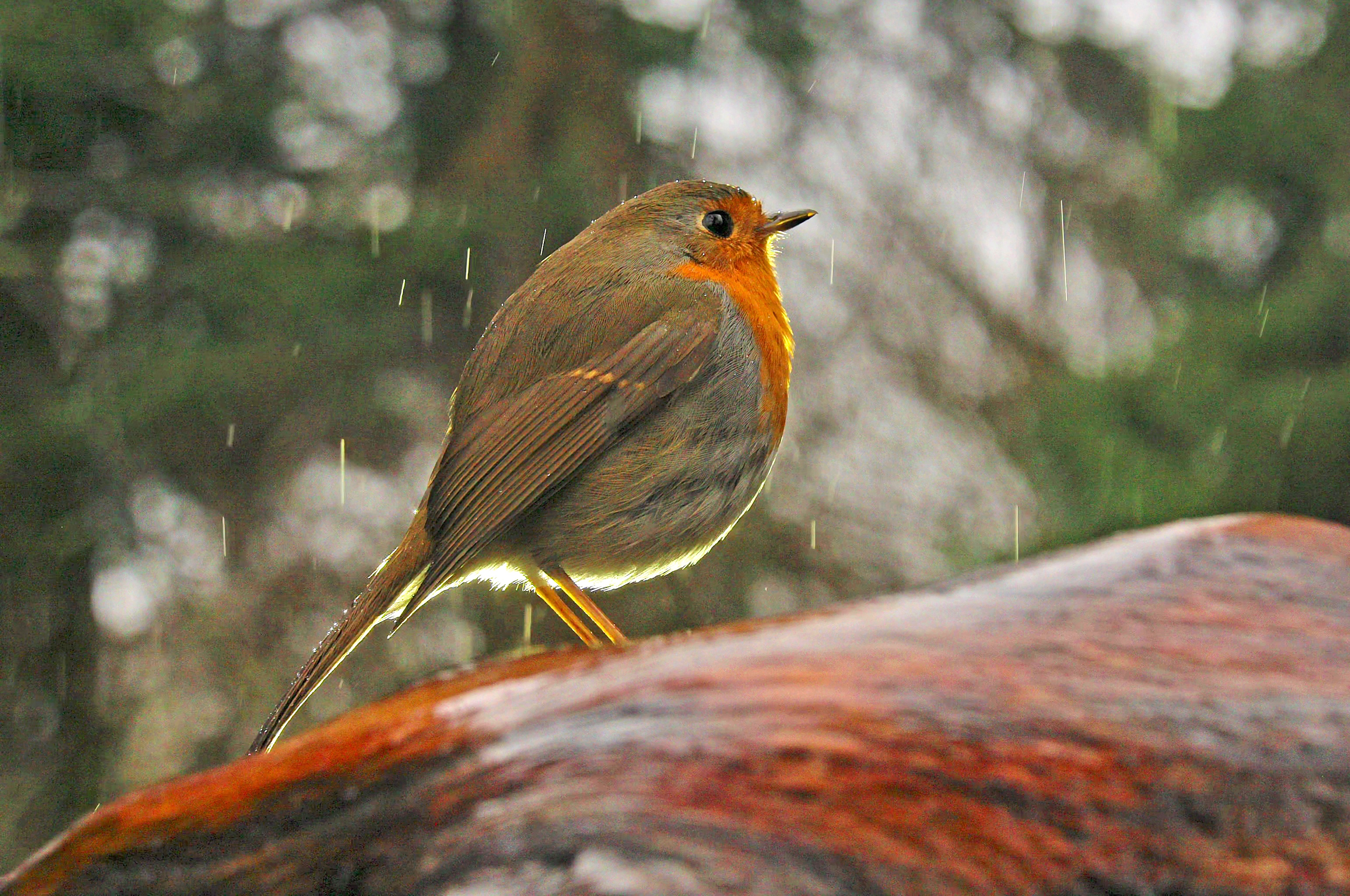 A small robin with a red-orange breast perches on a wet, brown surface in the rain, surrounded by blurred green foliage. Raindrops fall around the bird, evoking the simple beauty of nature and hints of Christmas charm.