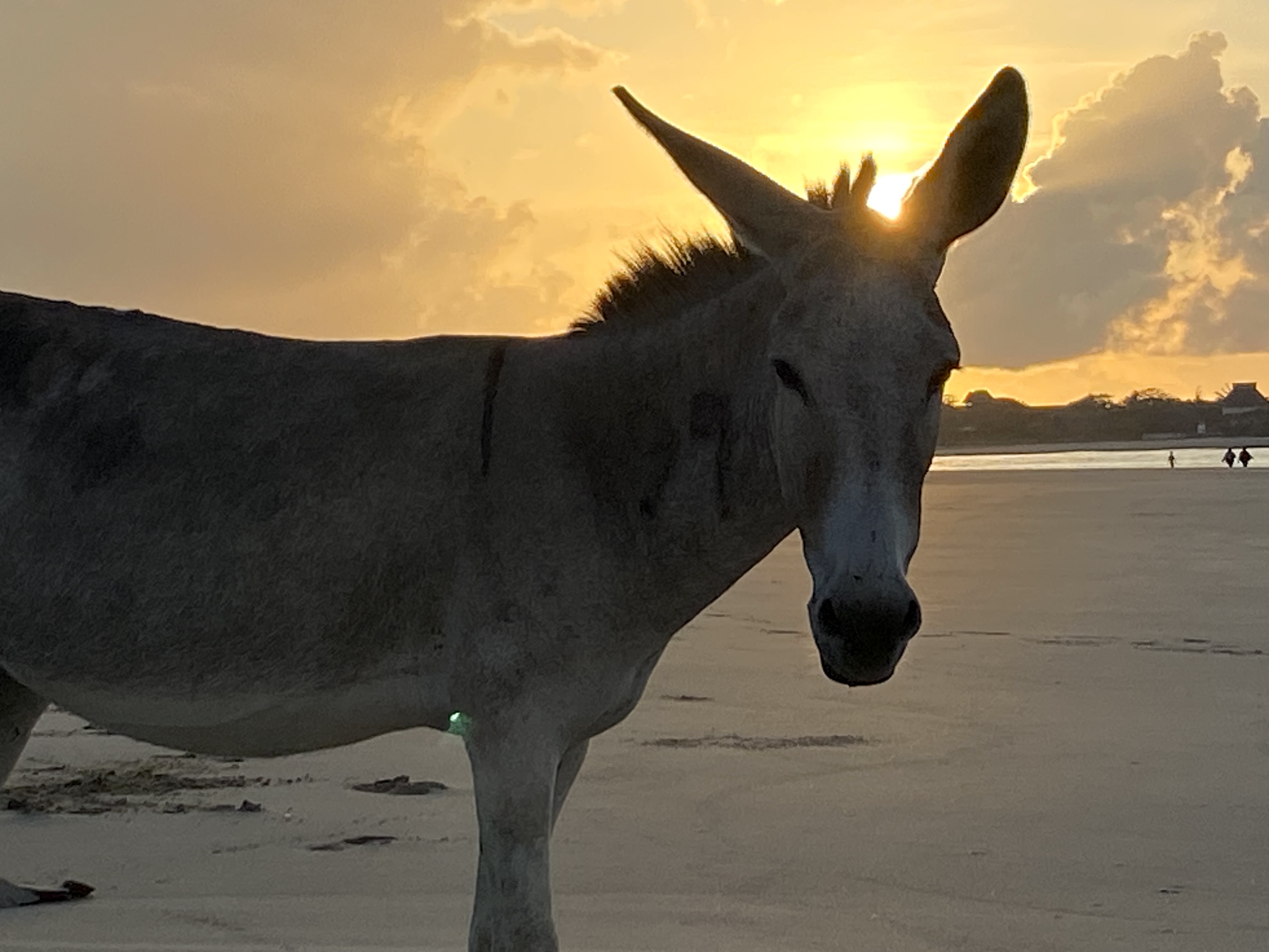 A donkey stands on a sandy beach at sunset, its silhouette visible against the golden sky and clouds, with the sun partially hidden behind its head—a peaceful scene that captures the simple beauty of nature.
