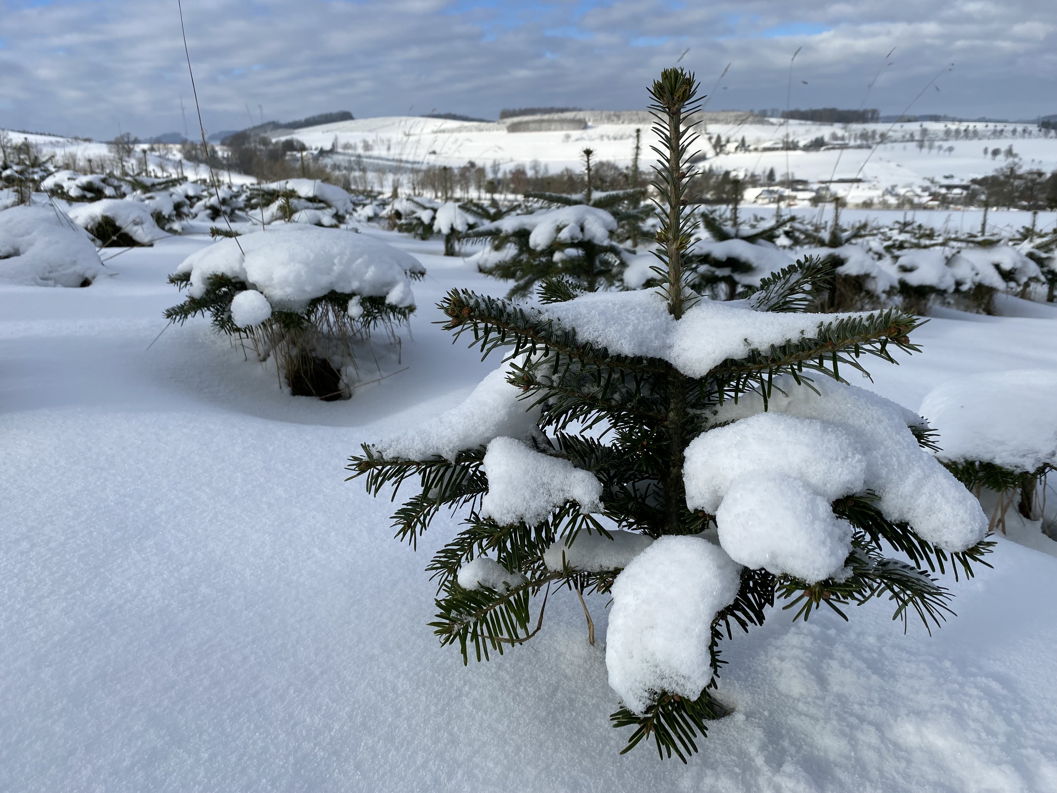 A small pine tree covered in snow stands in the foreground of a snowy field, evoking a peaceful holiday scene. More snow-topped trees and rolling hills are visible in the background under a partly cloudy sky, celebrating the beauty of nature.