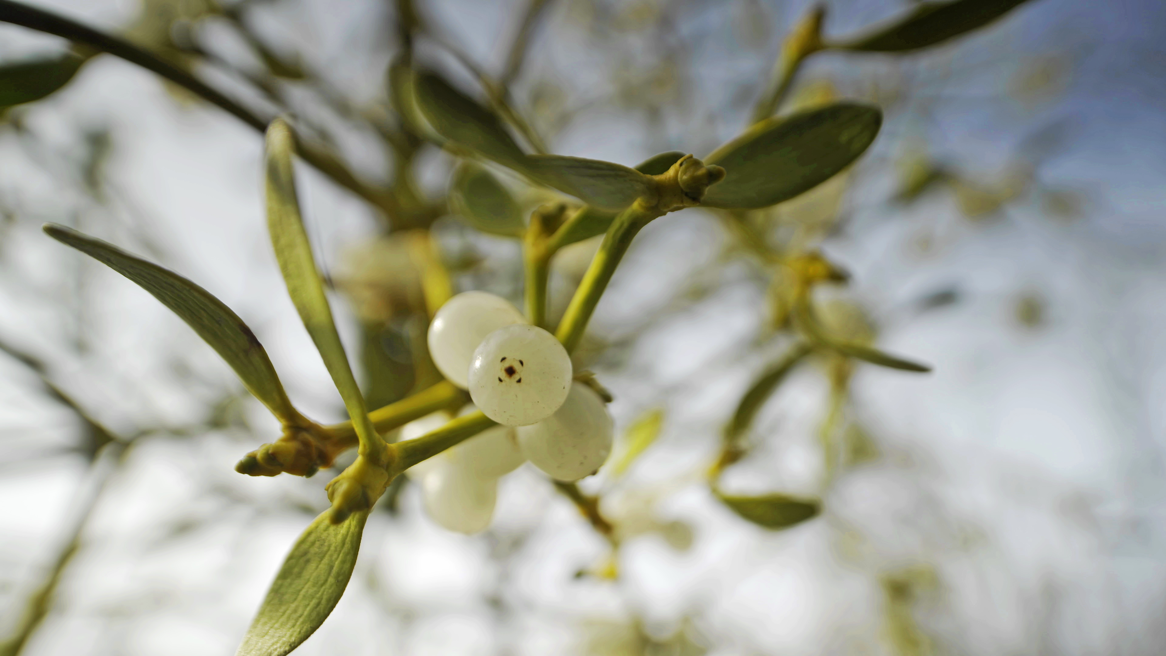 Close-up of mistletoe, a classic Christmas symbol, with green leaves and clusters of white berries against a blurred, light blue sky. The focus highlights the beauty of nature in the foreground.