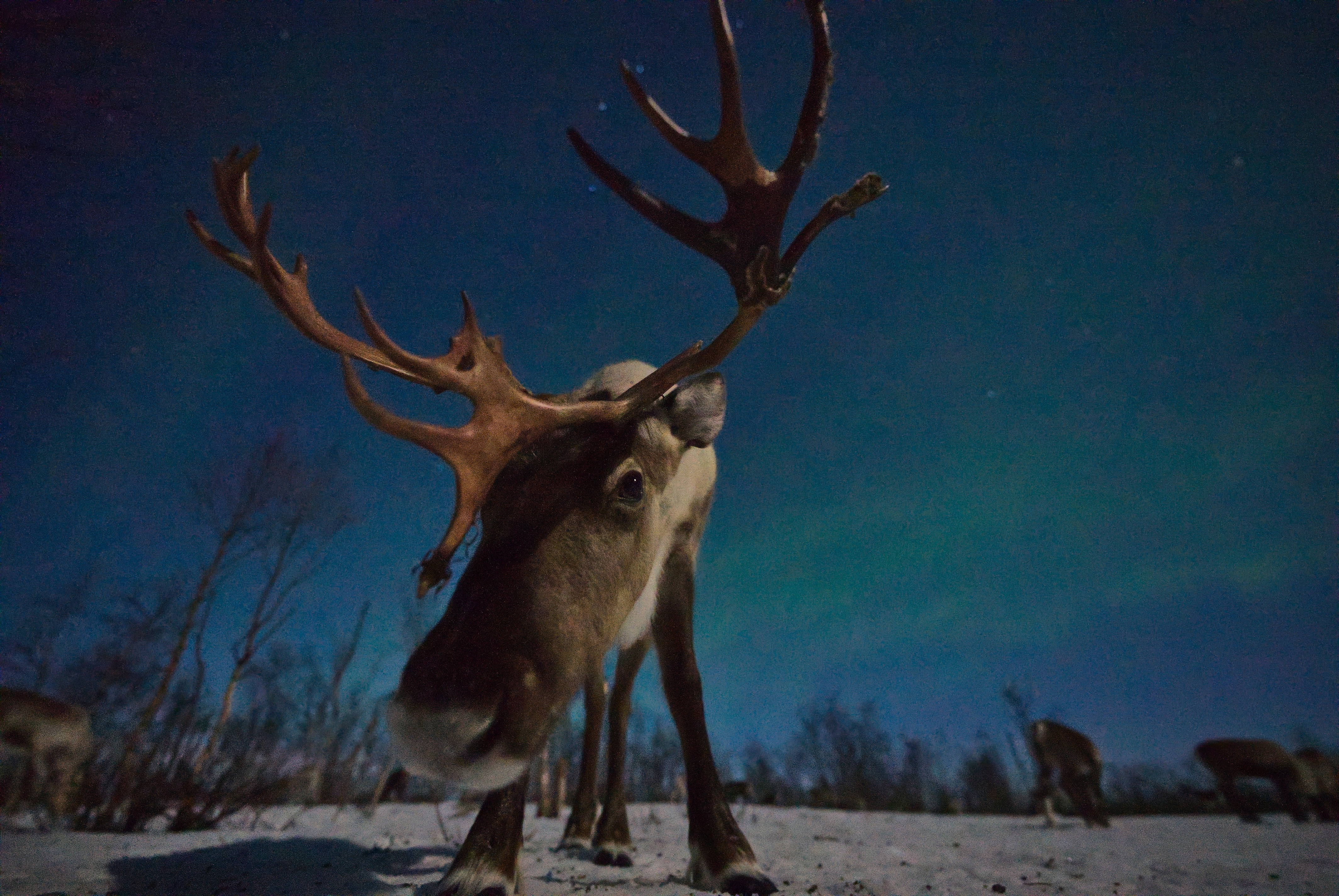 A close-up, low-angle shot of a reindeer's face and antlers at night, standing on snowy ground beneath a starry sky and shimmering northern lights—capturing the Nature of Christmas as other reindeer softly appear in the background.