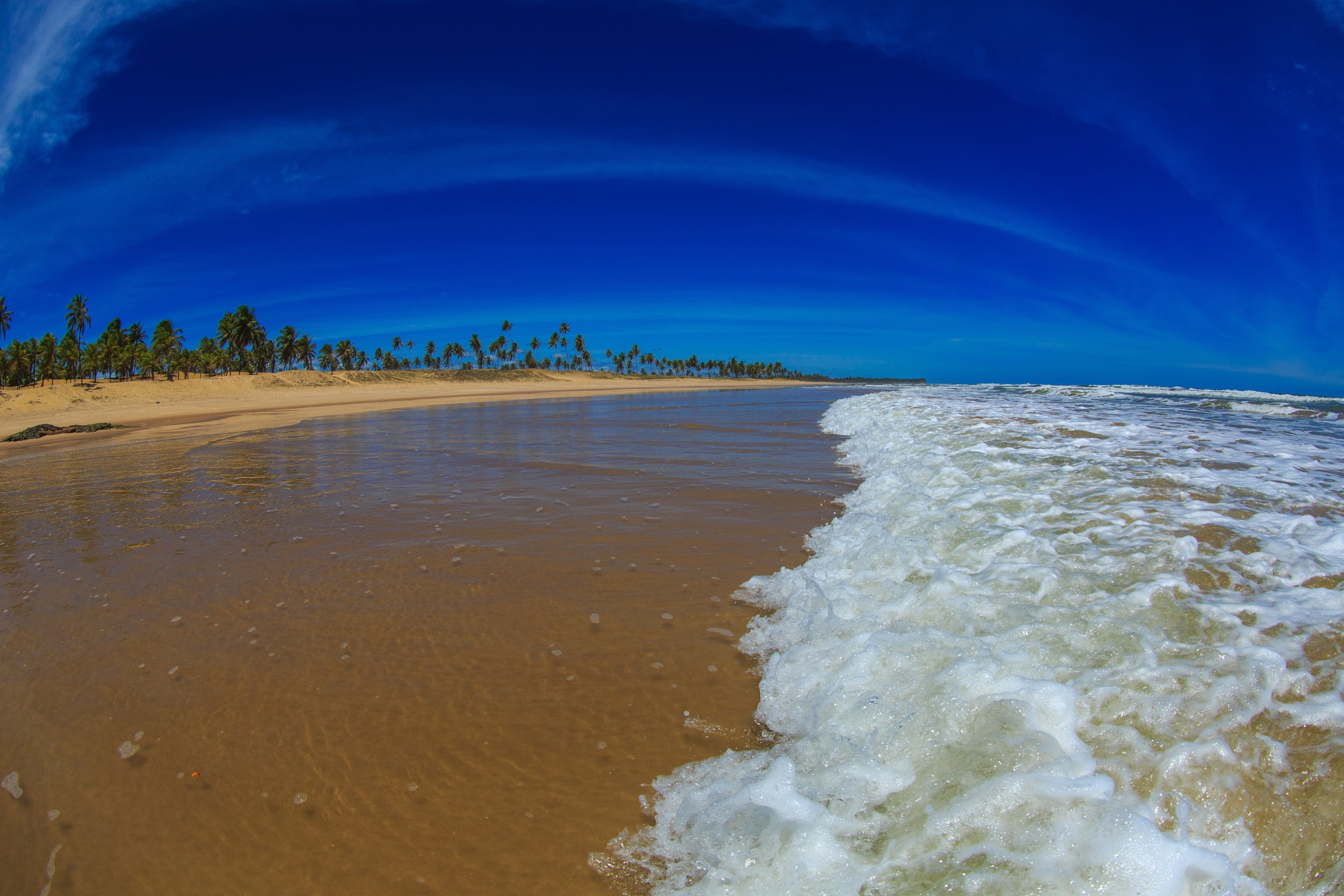 A picturesque beach scene unfolds with gentle waves lapping against the sandy shore. The sky, a vibrant blue dotted with wispy clouds, meets the coast where a line of palm trees dances in the distance.