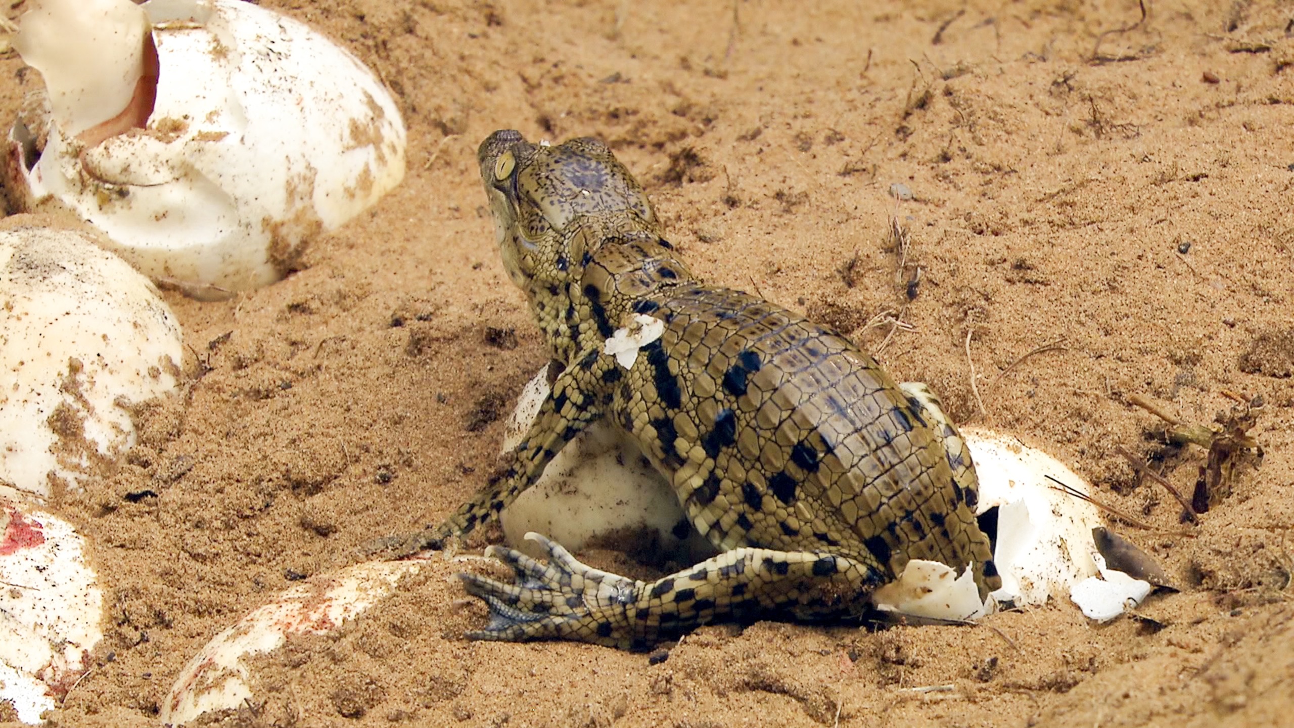 A baby crocodile hatches from an egg on the sandy coast, partially covered in sand with cracked eggshells scattered around. This tiny reptile is emerging into its wild ways, ready to explore its surroundings.