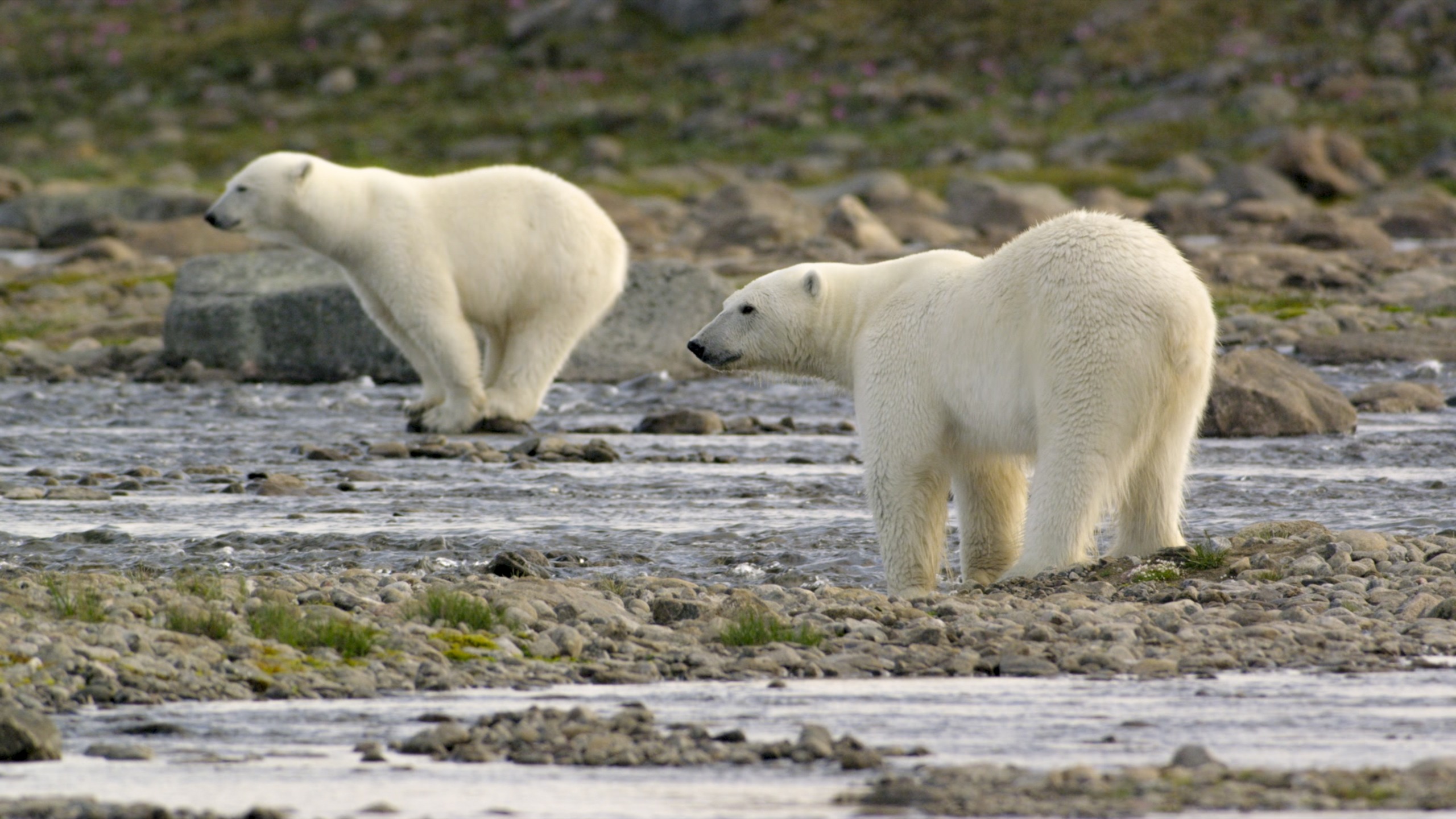 Two polar bears stand on rocky terrain near a flowing stream along the coast. The bear in the foreground faces sideways, while the one in the background faces forward. The landscape is dotted with stones and sparse vegetation, showcasing their wild ways.