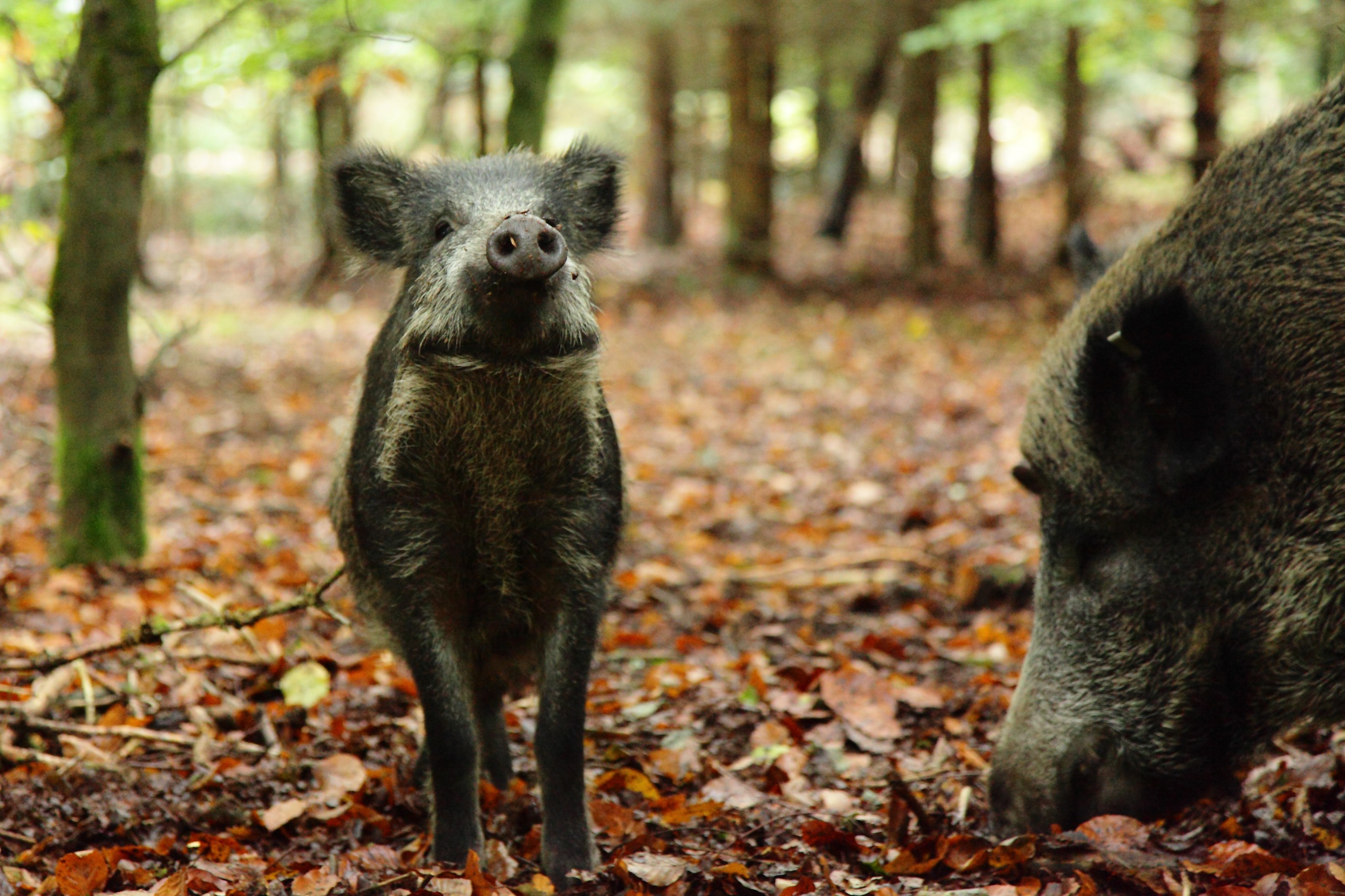 A young wild boar stands on a forest floor covered with autumn leaves, looking inquisitively ahead. Reasons to love this scene unfold as another boar with a larger snout forages nearby among the trees, highlighting the untamed beauty of nature.
