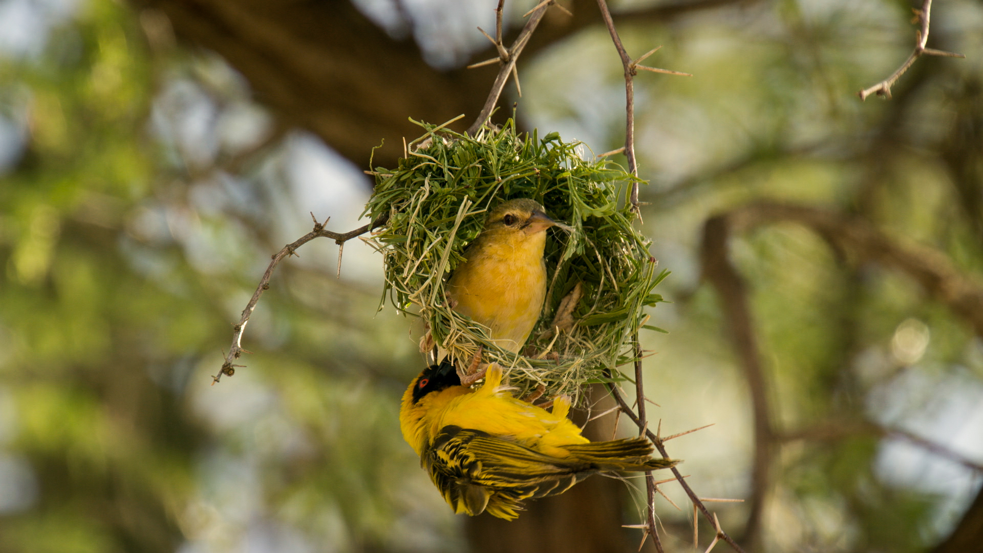 Reasons to love nature abound, as two small yellow birds with black markings diligently build a hanging nest on a tree branch. One perches at the entrance while the other hangs below, both enveloped in a lush, green backdrop.