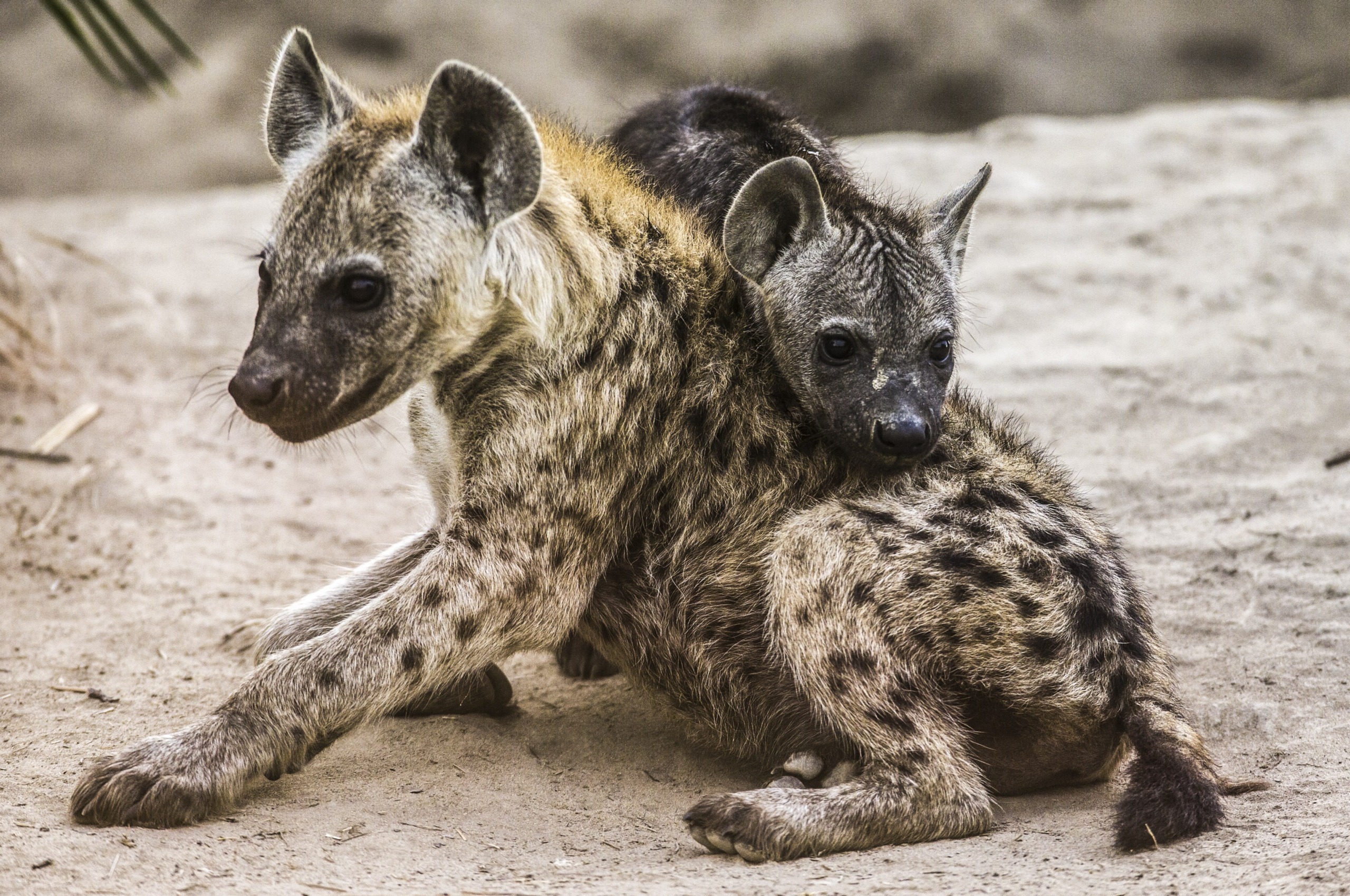 Two young spotted hyenas rest on sandy ground, a heartwarming display of love. One lies with its back to the viewer, while the other leans affectionately on its companion. Both showcase their distinctive spotted fur and alert expressions.