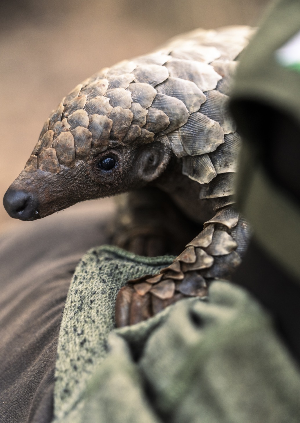 A pangolin gracefully balances on a person's arm, its textured scales catching the light. The person, clad in a green uniform with a Zimbabwean flag patch, stands against a blurred backdrop that emphasizes the unique beauty of this gentle creature.