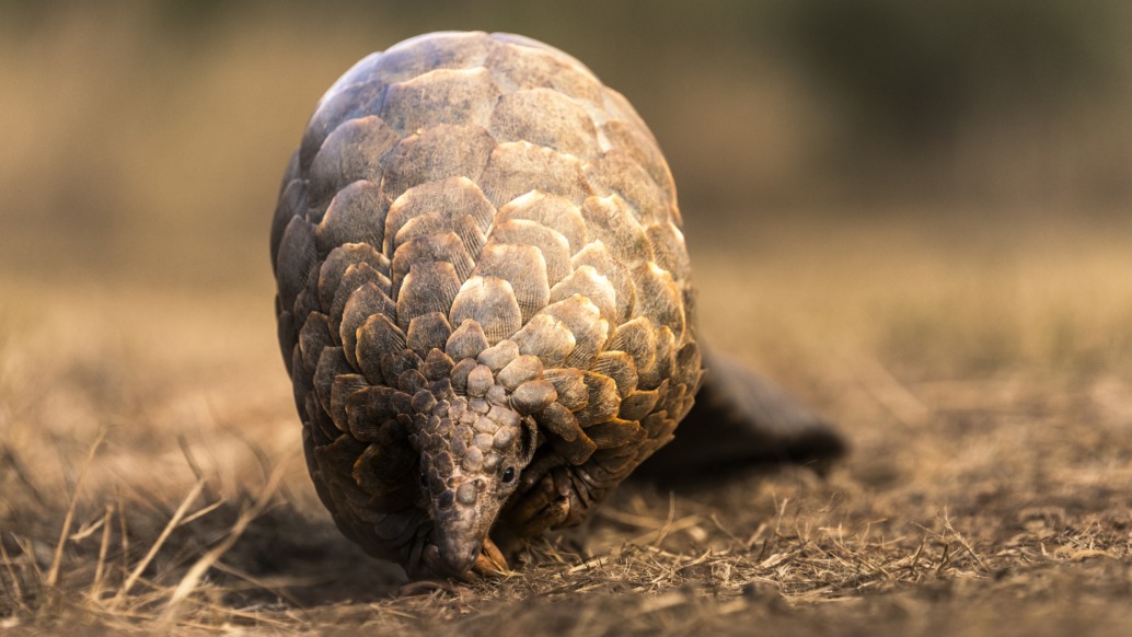 A lone pangolin with its textured scales meanders across the dry, grassy landscape, its head close to the ground, seemingly on a quest for sustenance. The softly blurred background accentuates this extraordinary creature in its natural habitat.