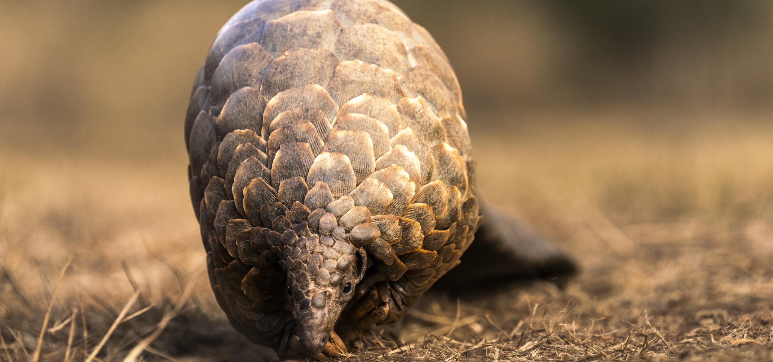 A lone pangolin with its textured scales meanders across the dry, grassy landscape, its head close to the ground, seemingly on a quest for sustenance. The softly blurred background accentuates this extraordinary creature in its natural habitat.