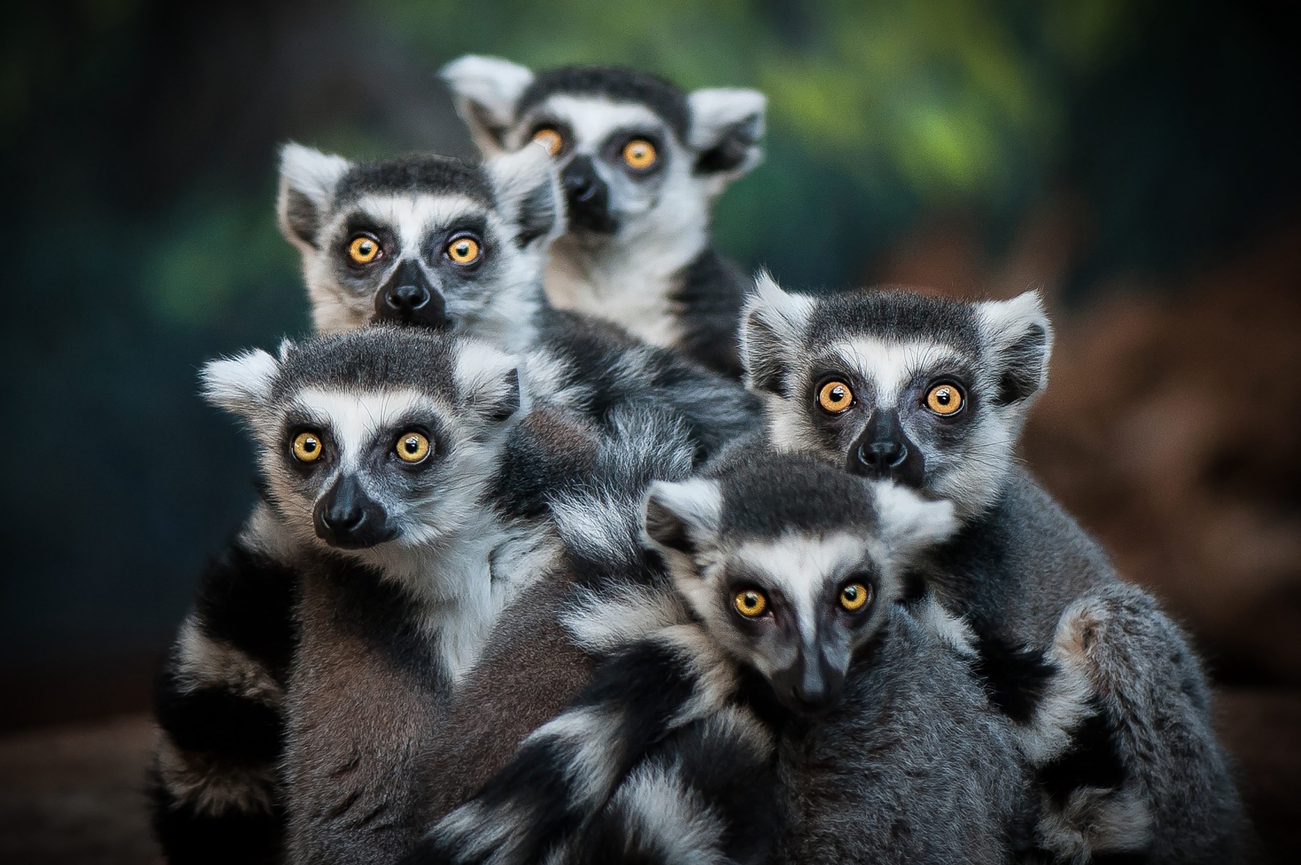 A group of five ring-tailed lemurs, their striking orange eyes like entries in nature's diaries, sit close together. Their gray fur and black-and-white striped tails stand out against a blurred mix of green and brown, suggesting a natural environment.