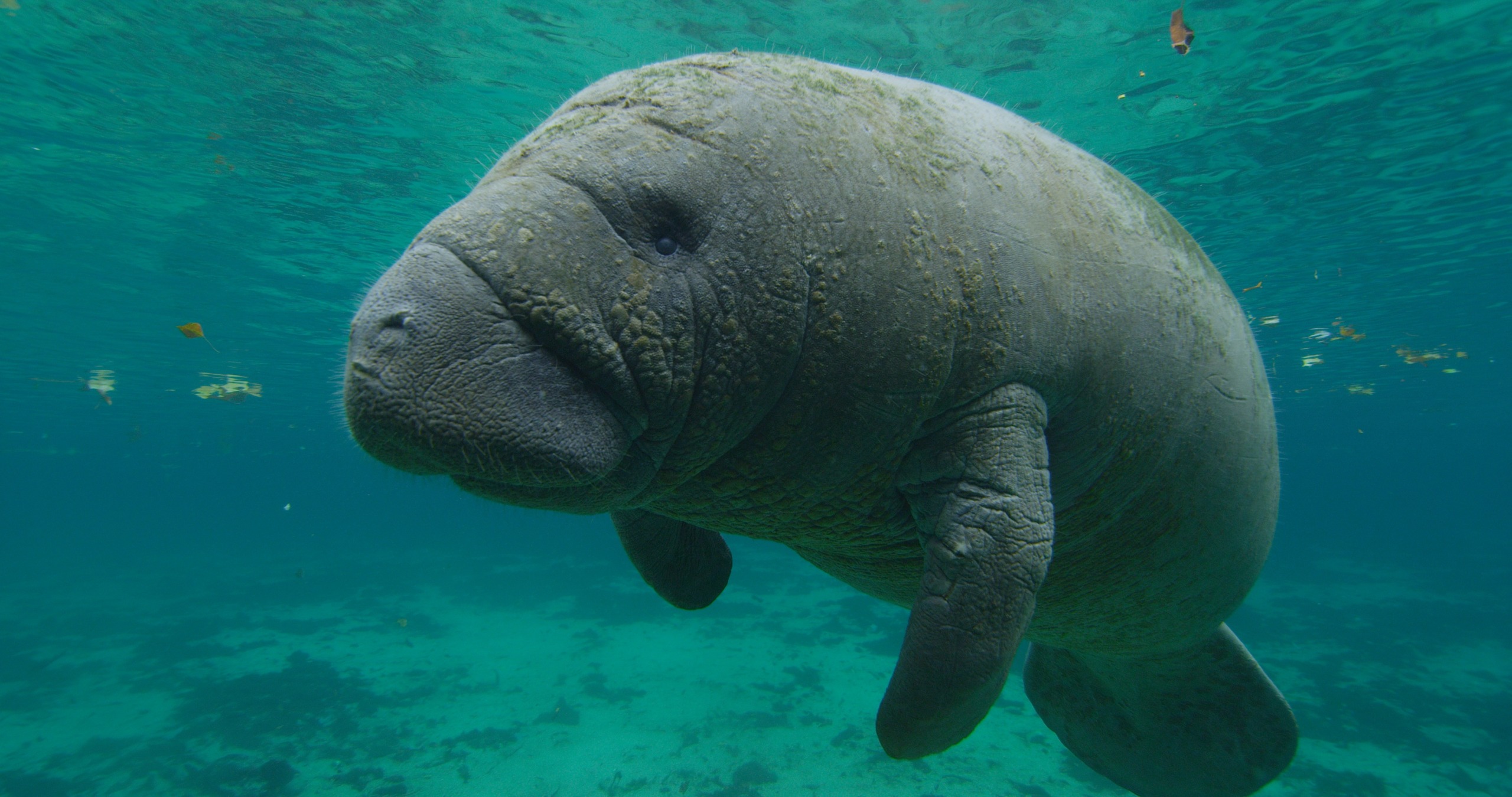 In the crystal-clear waters of the Florida Keys, a manatee swims gracefully, surrounded by a turquoise environment. The large aquatic mammal appears serene in its natural habitat, with subtle sunlight filtering through the water.