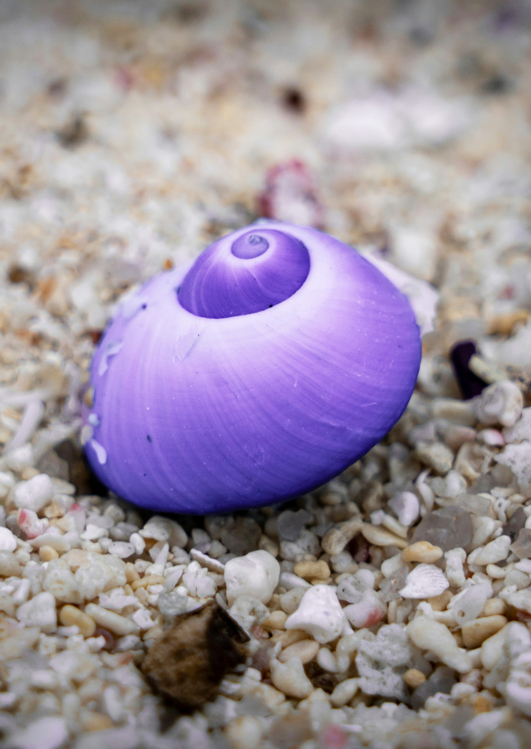 A vibrant purple seashell, nestled in a sheltered spiral, lies on a bed of small, mixed-colored pebbles and sand, creating a striking contrast with its surroundings.