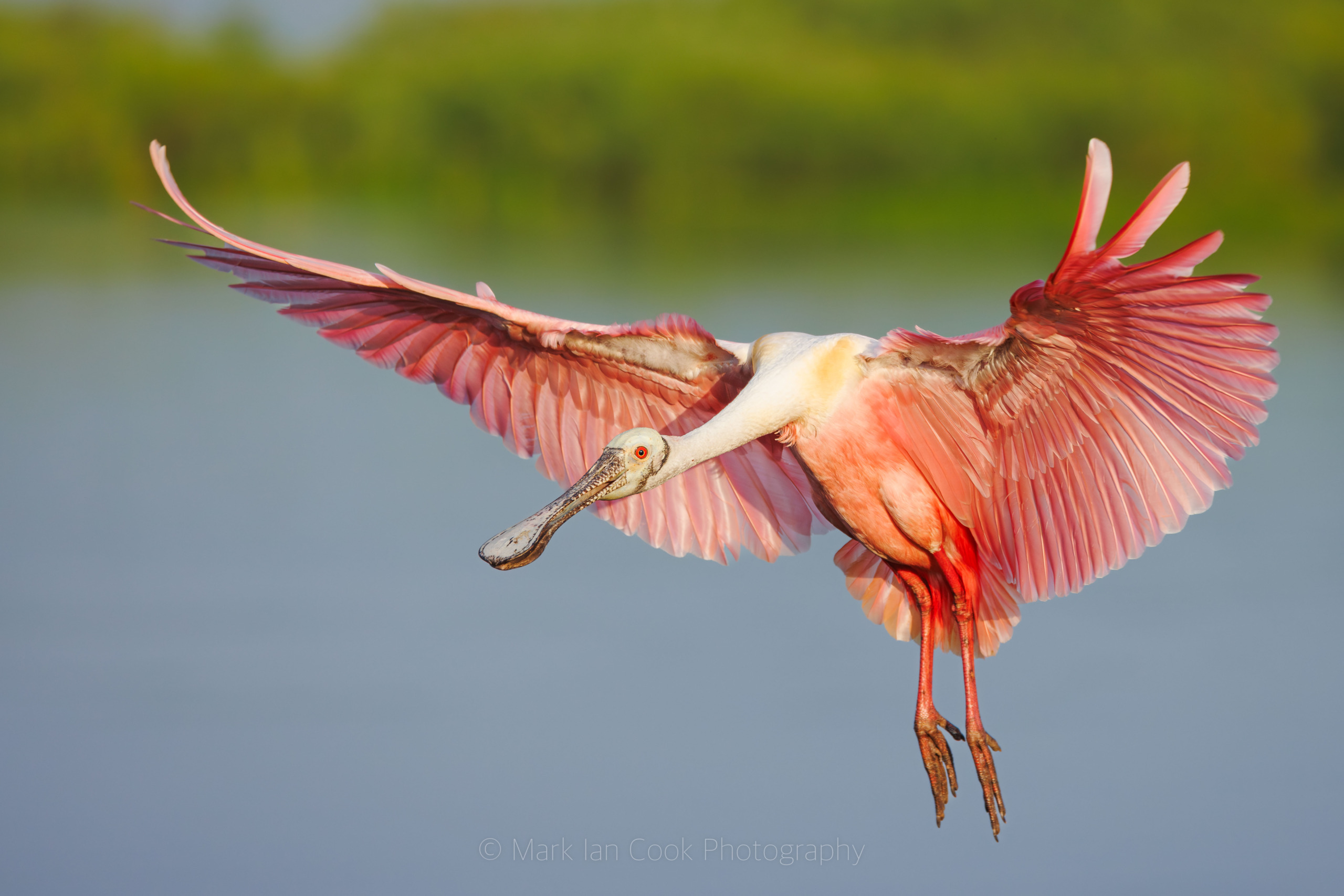 A roseate spoonbill soars over the Florida Keys, showcasing its vibrant pink plumage and distinctive long, flat bill. The background is a blurred green and blue landscape, accentuating the bird’s graceful wing spread.