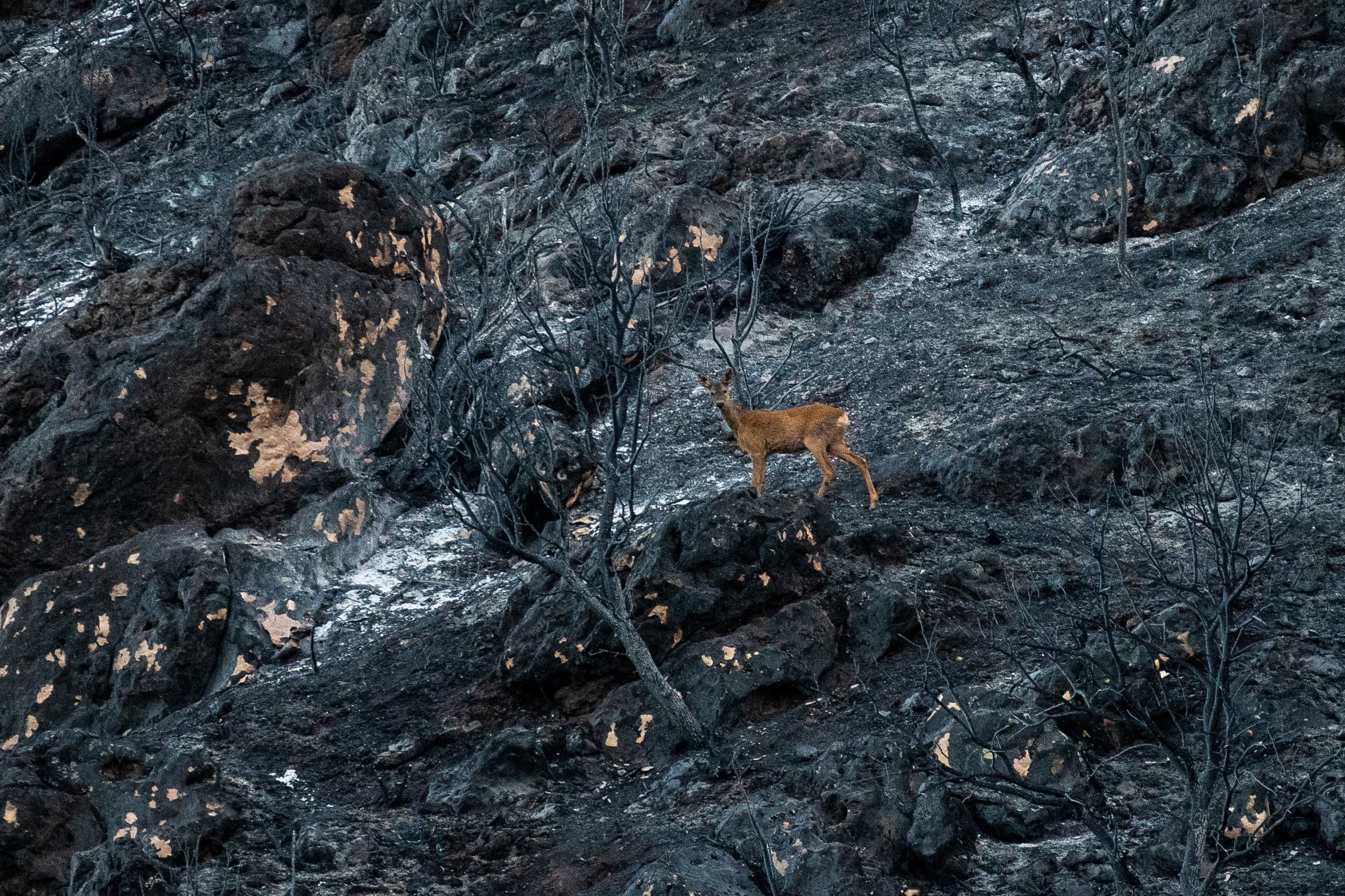 In the extremes of nature, a deer stands on a rocky, charred landscape with scorched trees around. The ground is dark and ashy, contrasting with the light brown color of the deer.