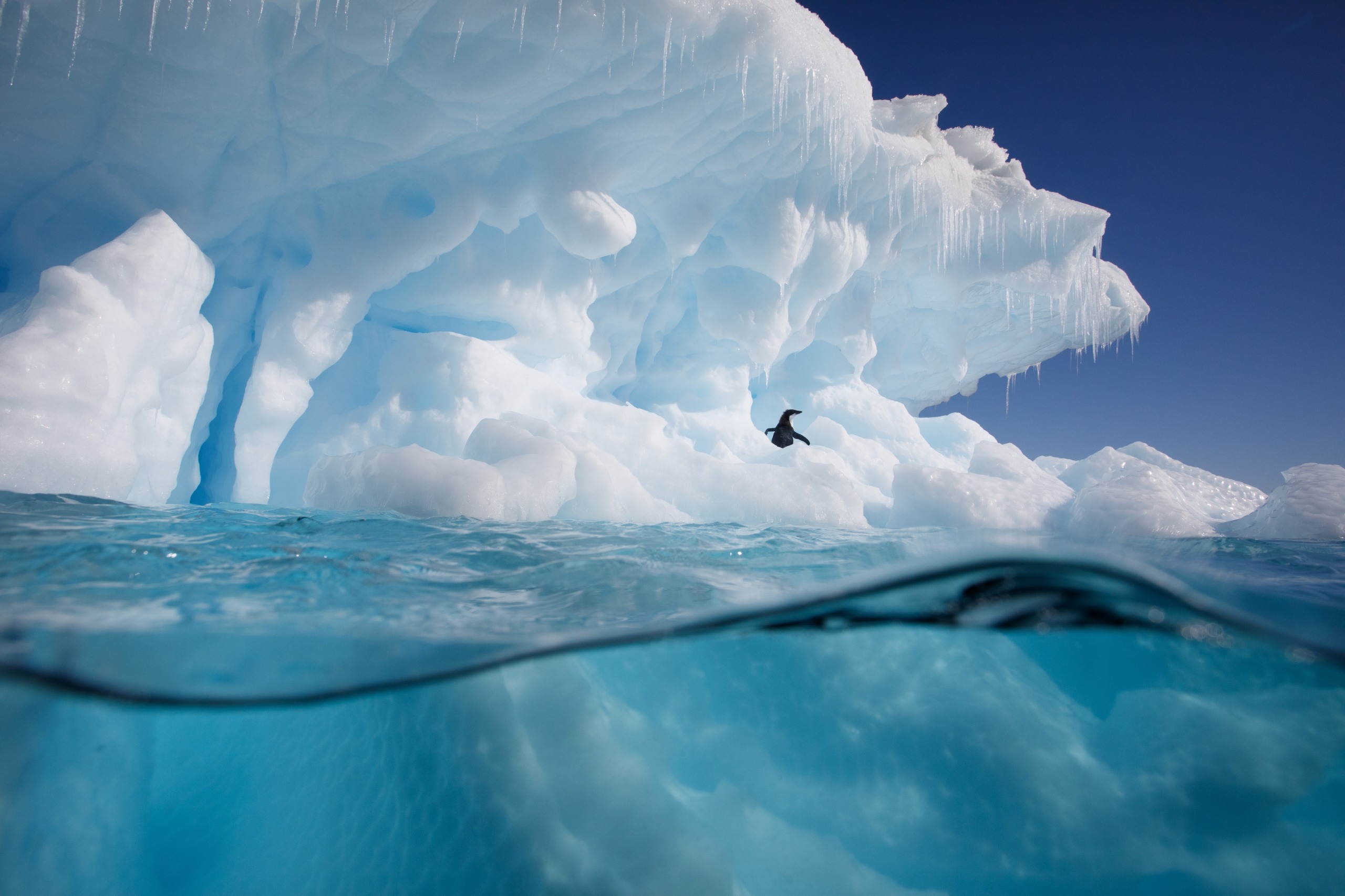 A beautiful seabird flies near a massive iceberg, icicles glistening in the sun. The iceberg seems to whisper tales of the end of the world as it drifts in crystal clear blue water beneath a flawless sky.