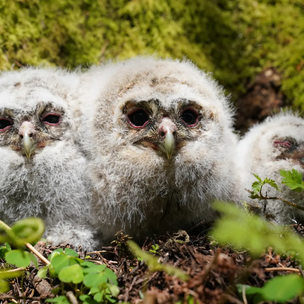 Three wonderfully fluffy owl chicks with white and grey feathers huddle together on the forest floor, surrounded by green moss and foliage.