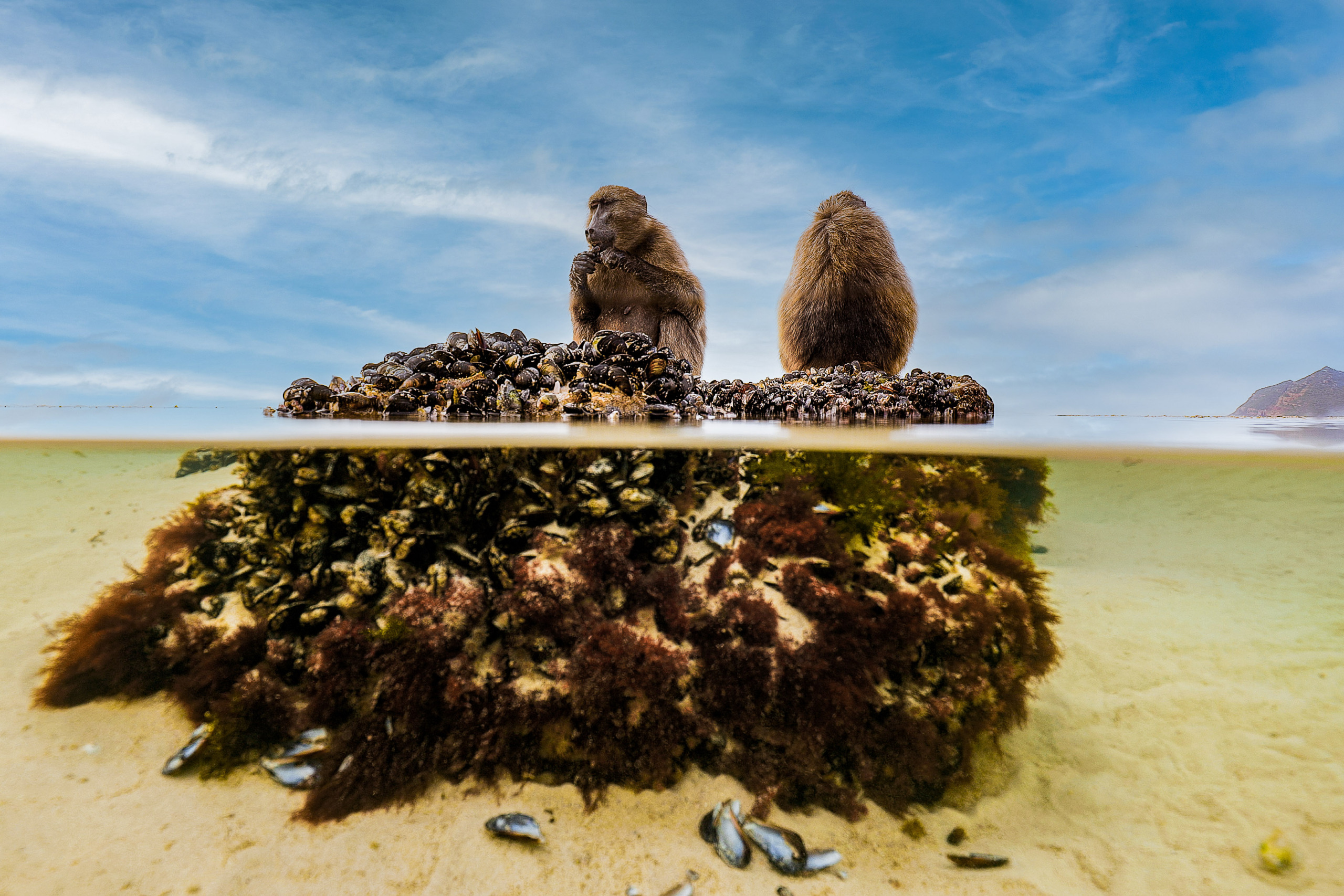 Two monkeys sit on a small rock adorned with mussels and seaweed, partially submerged in clear waters near Cape Town. One monkey faces forward, eating, while the other looks away. The sky is clear with a few clouds, capturing the essence of wild wildlife, and some distant land is visible.