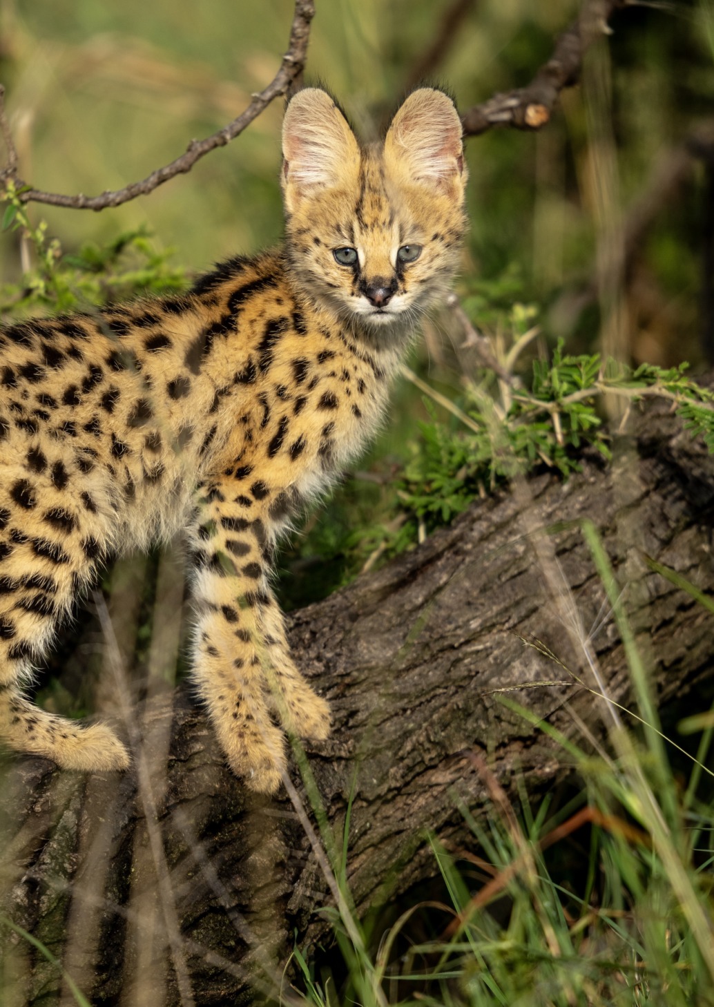 A young serval stands on a tree branch, embodying the spirit of Mara, surrounded by grass and foliage. Its coat is golden with black spots and stripes against the verdant backdrop, symbolizing a natural rebirth in the lush green environment.