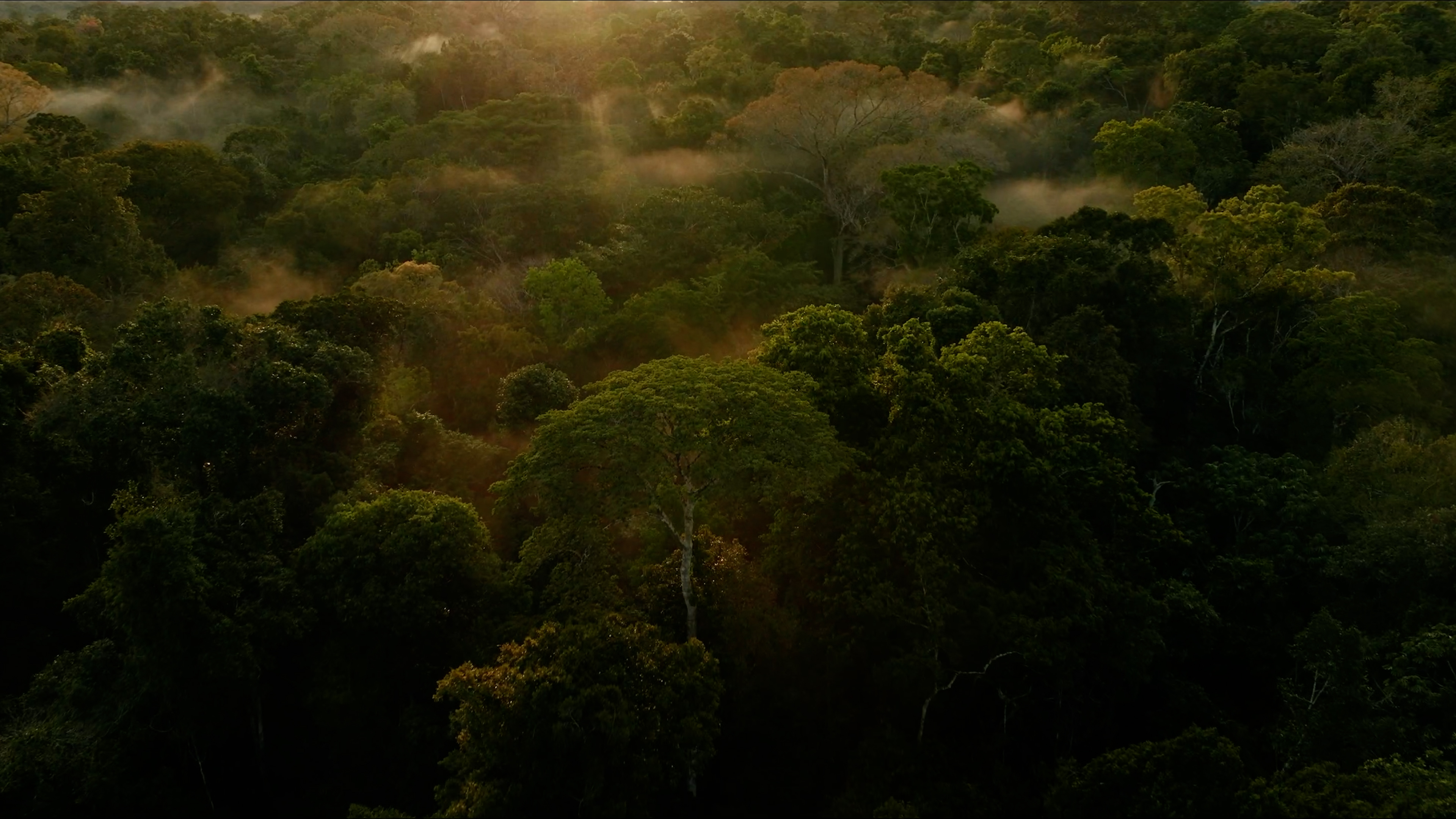 Aerial view of a dense rainforest canopy at sunrise, where light mist drifts through trees, highlighting the nature connection of the intertwined lives within.
