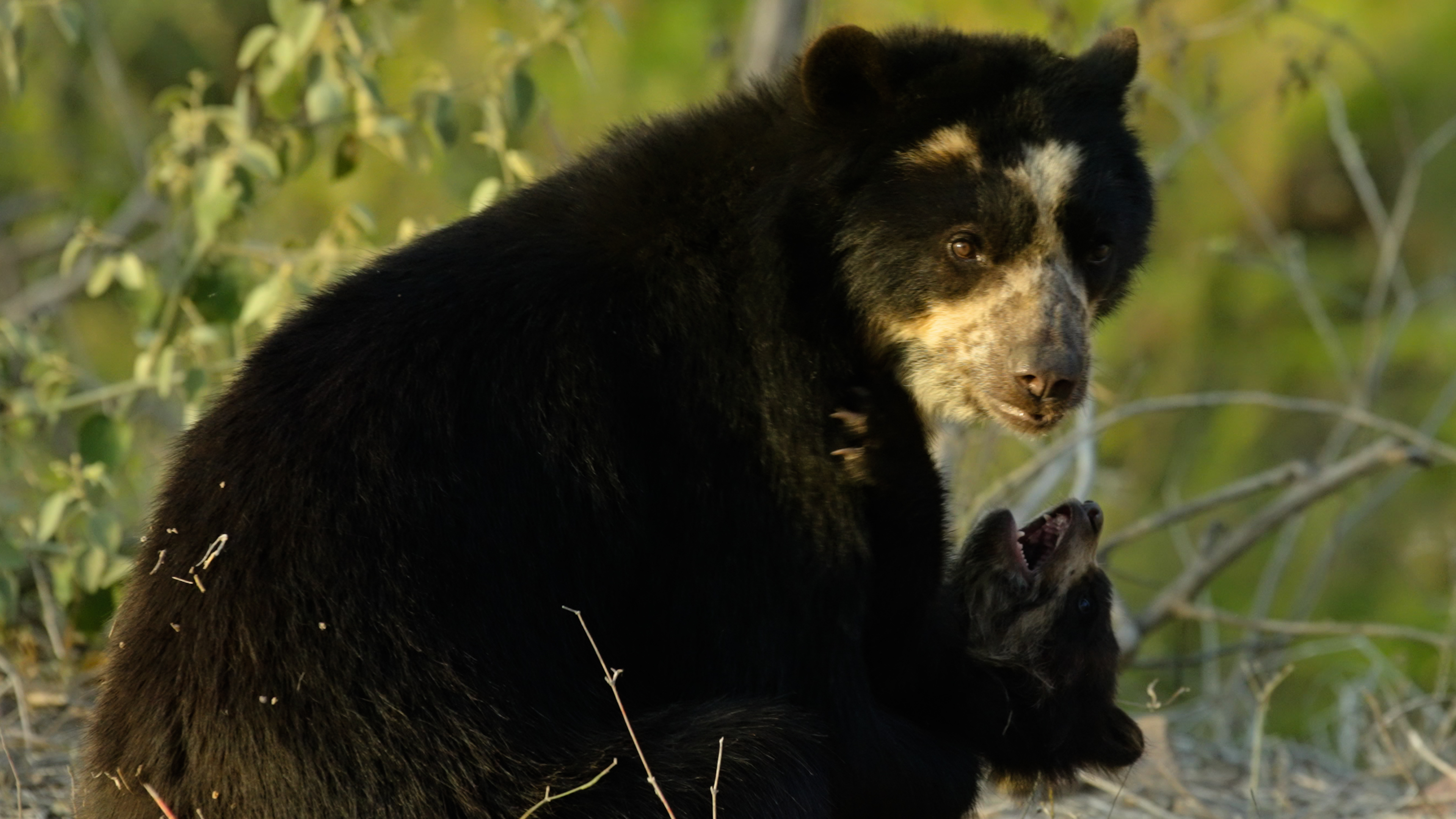 A spectacled bear sitting outdoors with her cub, showcasing a deep natural bond.