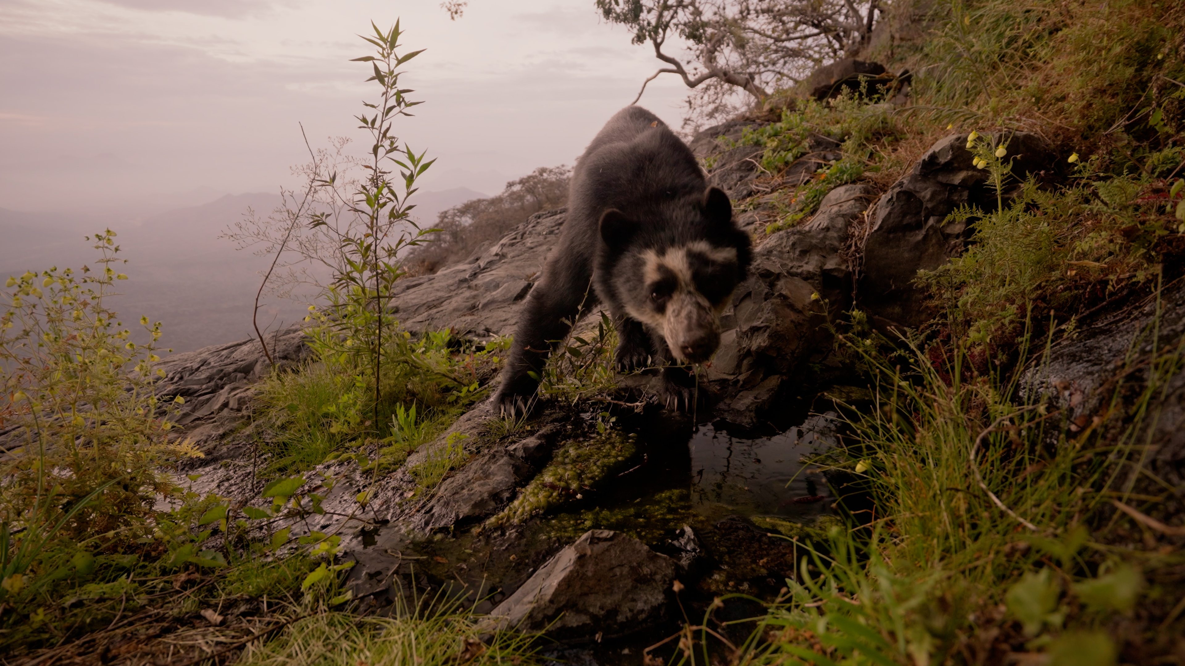 A spectacled bear stands on a rocky ledge near a small pool of water, reflecting the intertwined lives shared within this habitat.