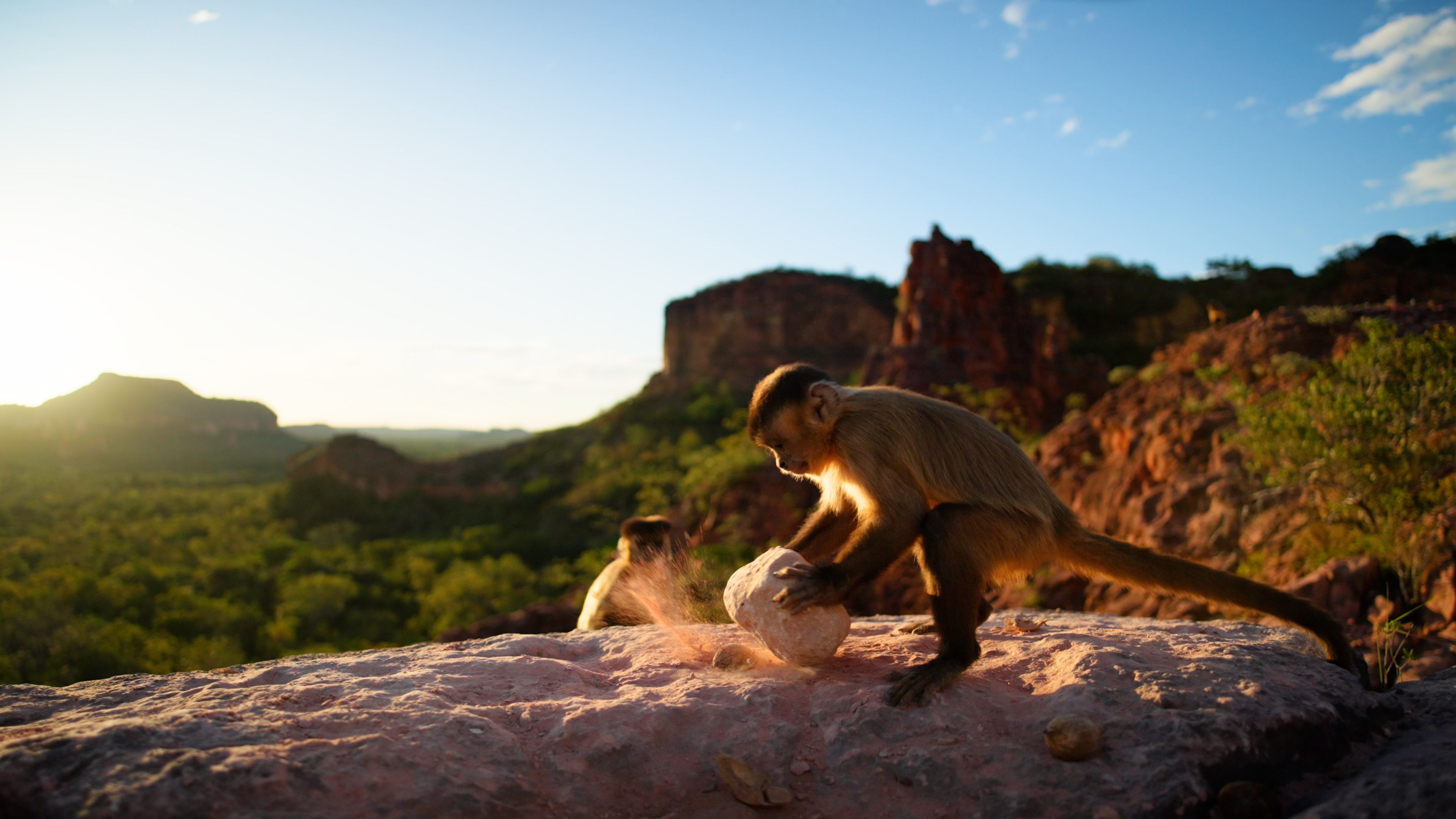 A capuchin monkey strikes a rock against a flat stone on a rocky hillside at sunset, illustrating the intertwined lives of primates and their tools.