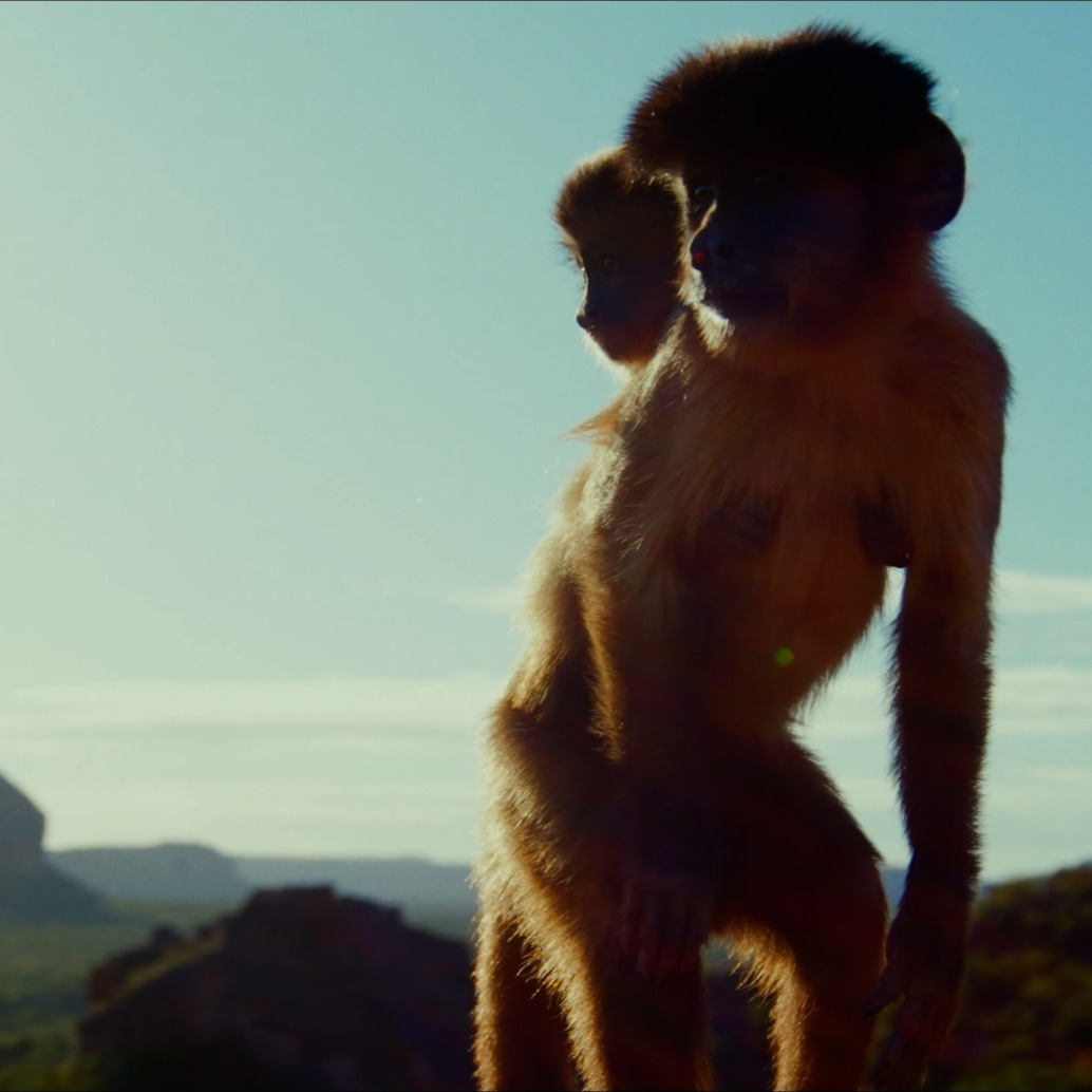 A monkey carries a baby on its back through a rocky landscape, illustrating their intertwined lives and natural bonds.
