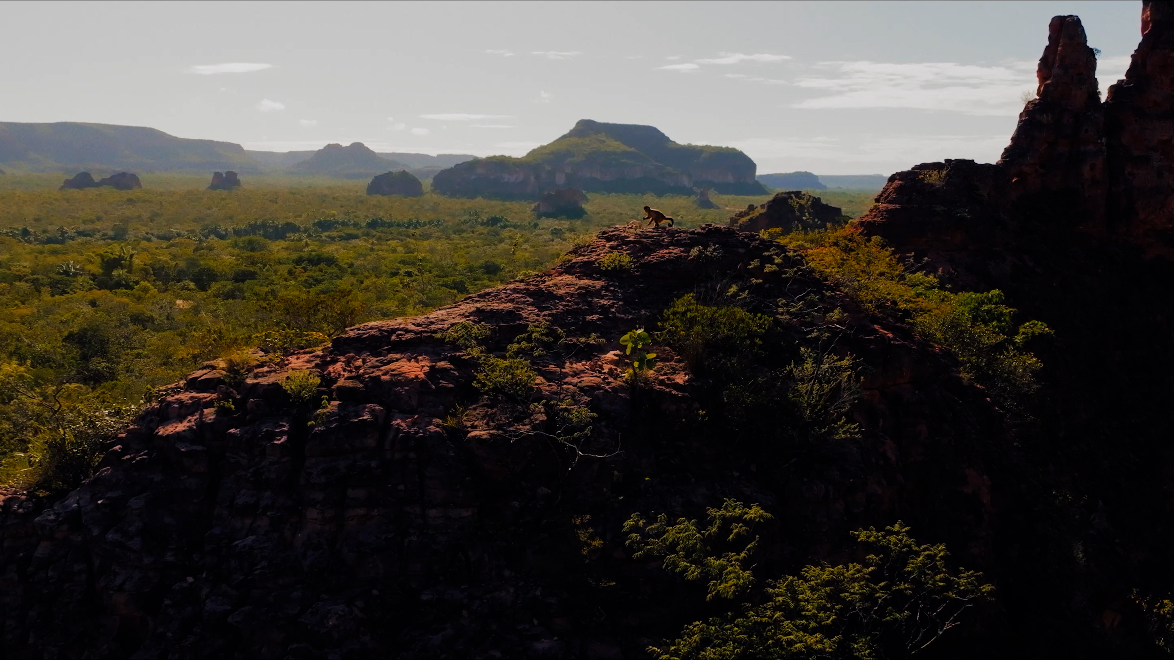 A small monkey sits on a rocky cliff overlooking a vast, forested landscape and distant mesas, symbolizing the intertwined lives found within this natural environment.