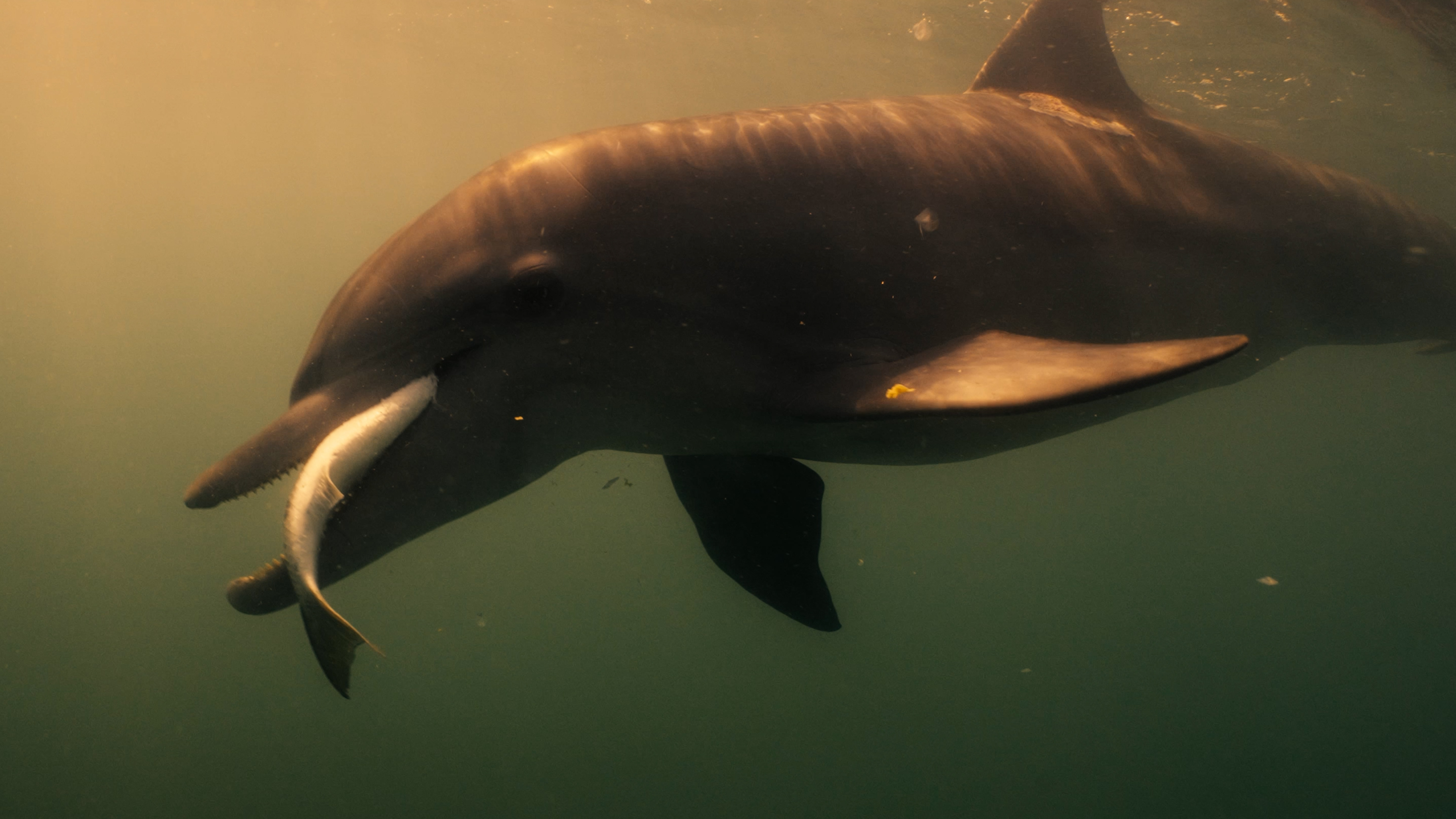 A dolphin swims underwater holding a fish in its mouth, capturing a moment of nature connection.