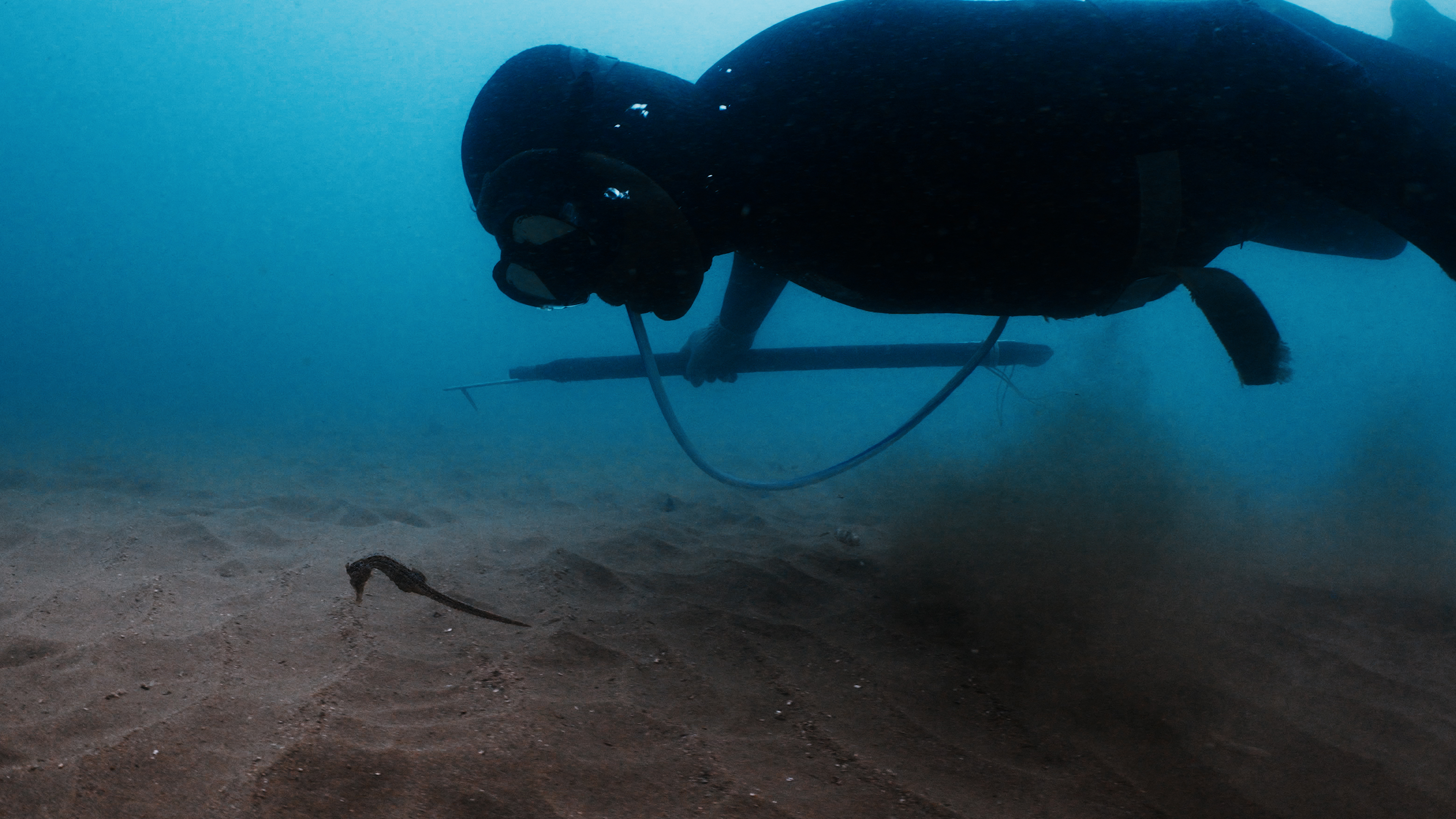 A spearfisher swims underwater, observing a seahorse on the sandy ocean floor in a moment that highlights their natural connection.