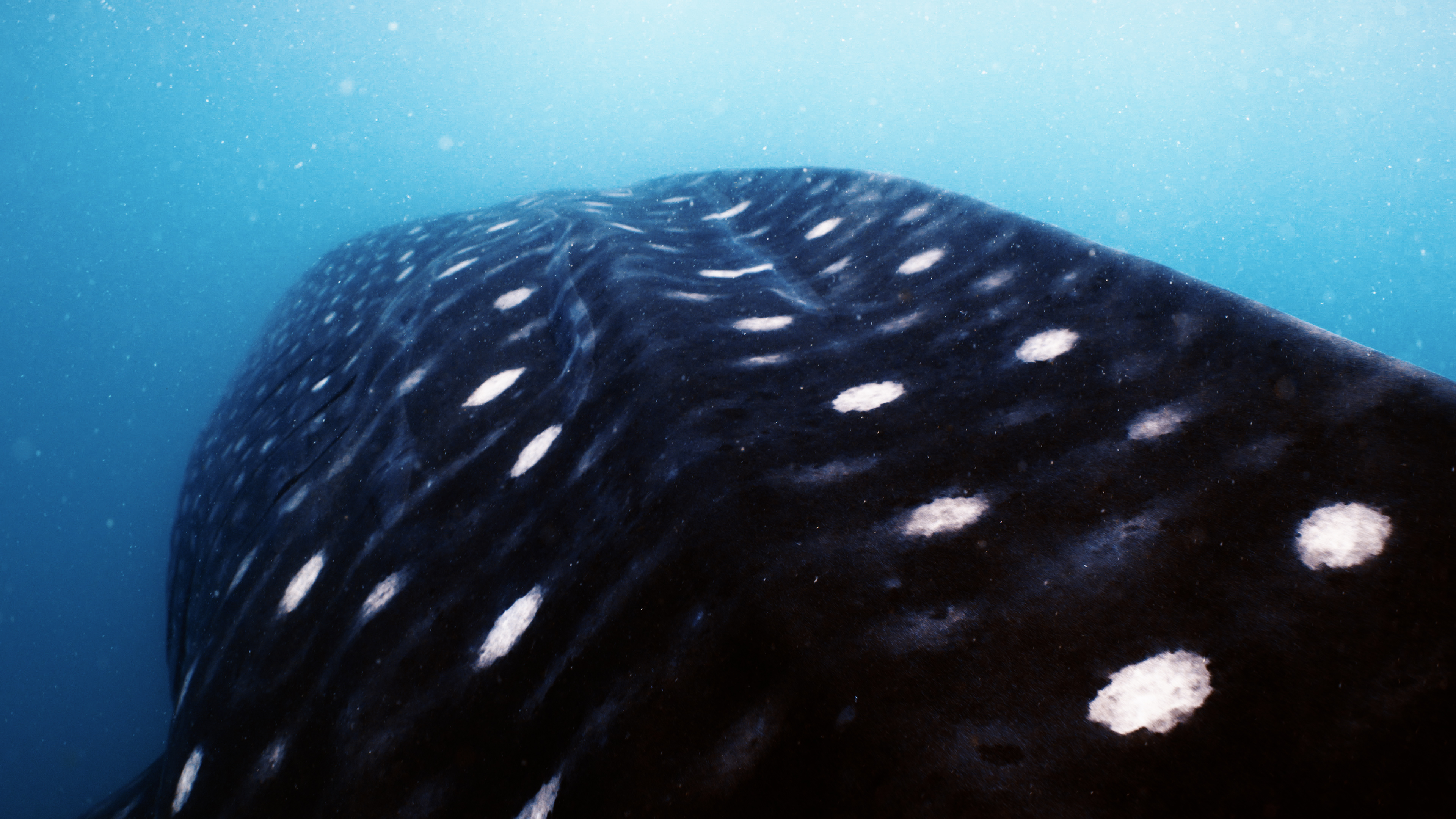 Close-up view of the spotted back of a whale shark swimming underwater, reflecting the natural bonds of the ocean.
