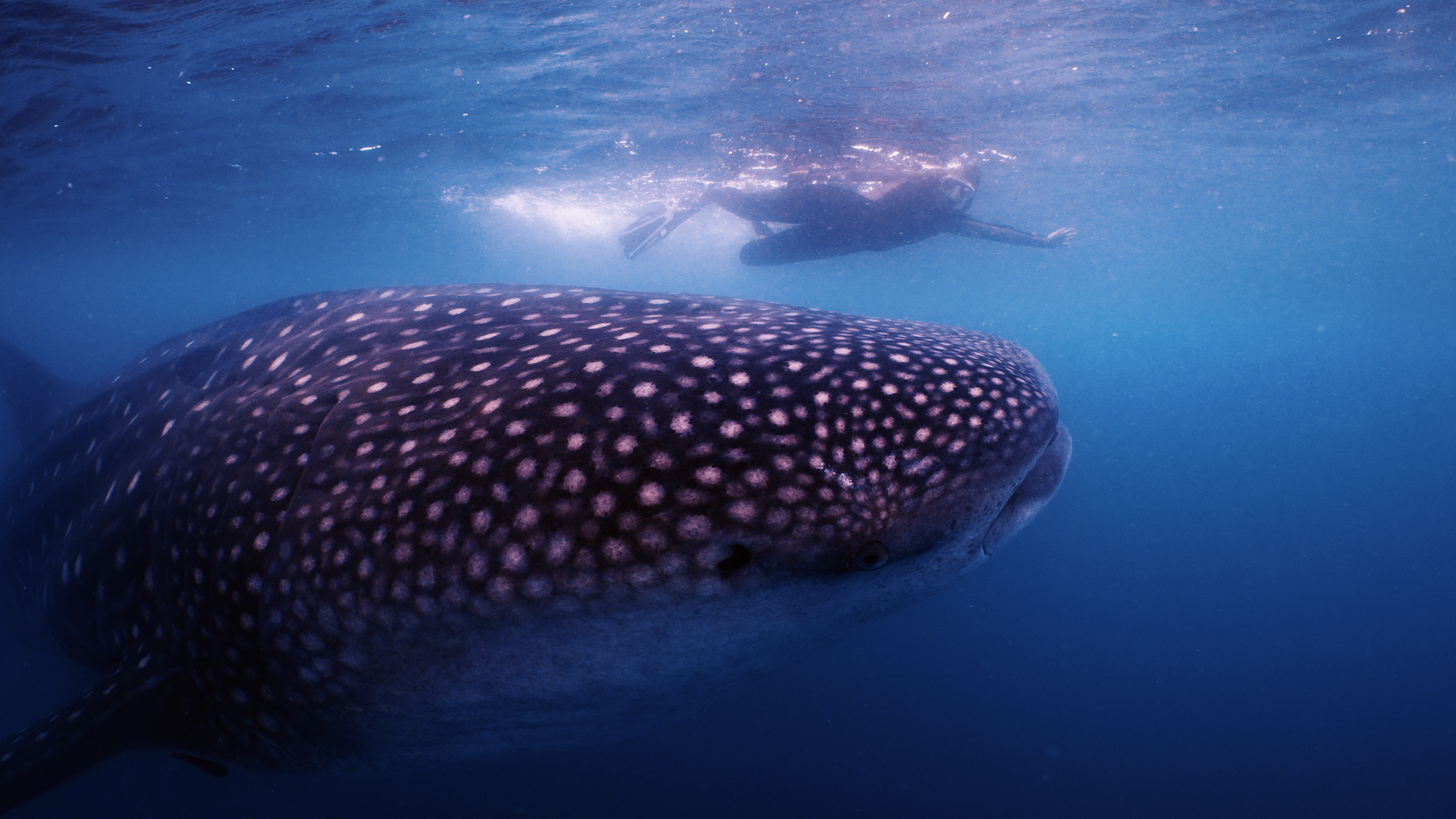 A snorkeler swims near a large whale shark underwater, reflecting a profound connection between human and marine life.