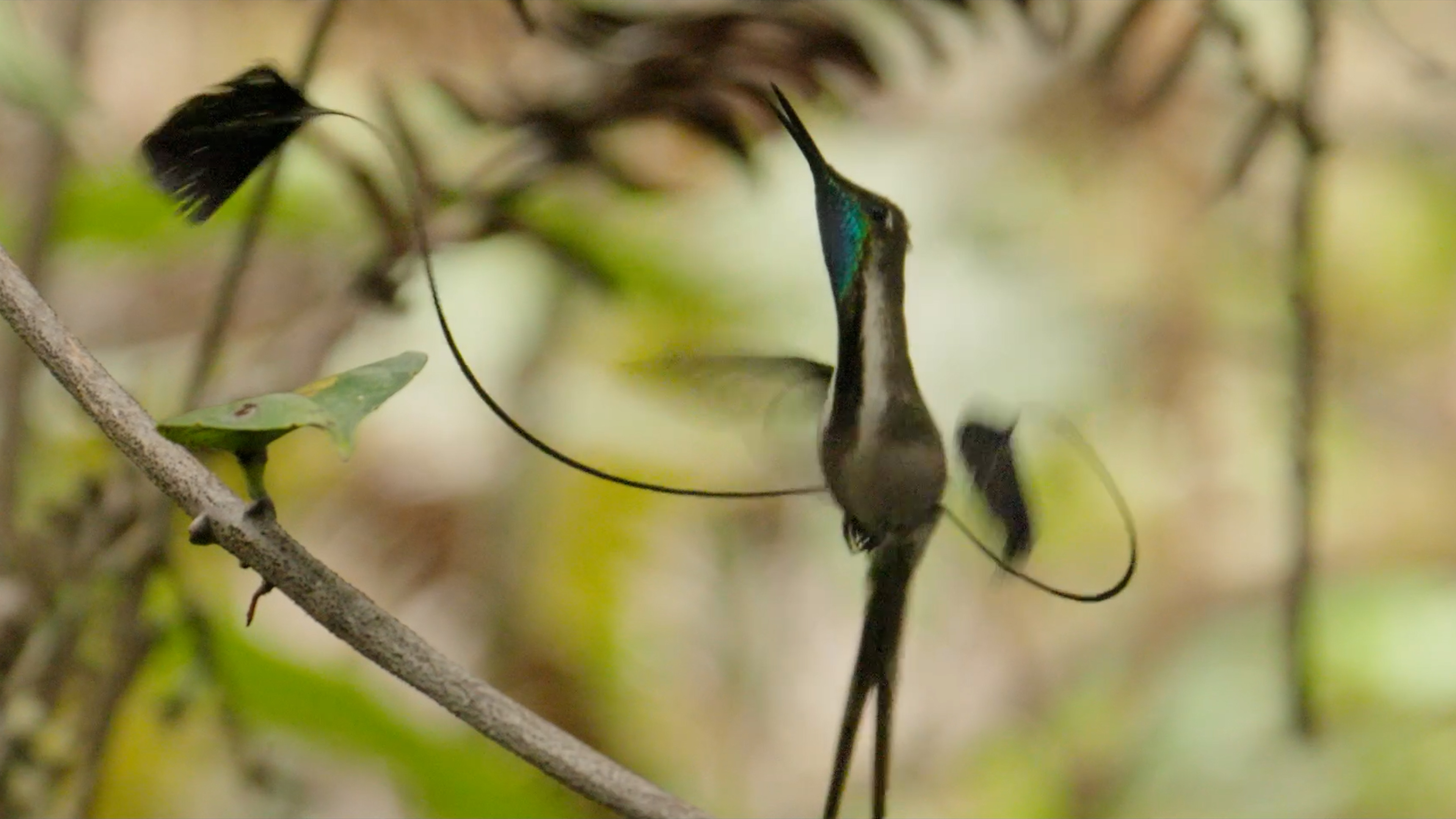 A Marvelous Spatuletail hummingbird with a vibrant blue gorget hovers in the air, its wire-like tail feathers showcasing the natural bonds of its unique form.