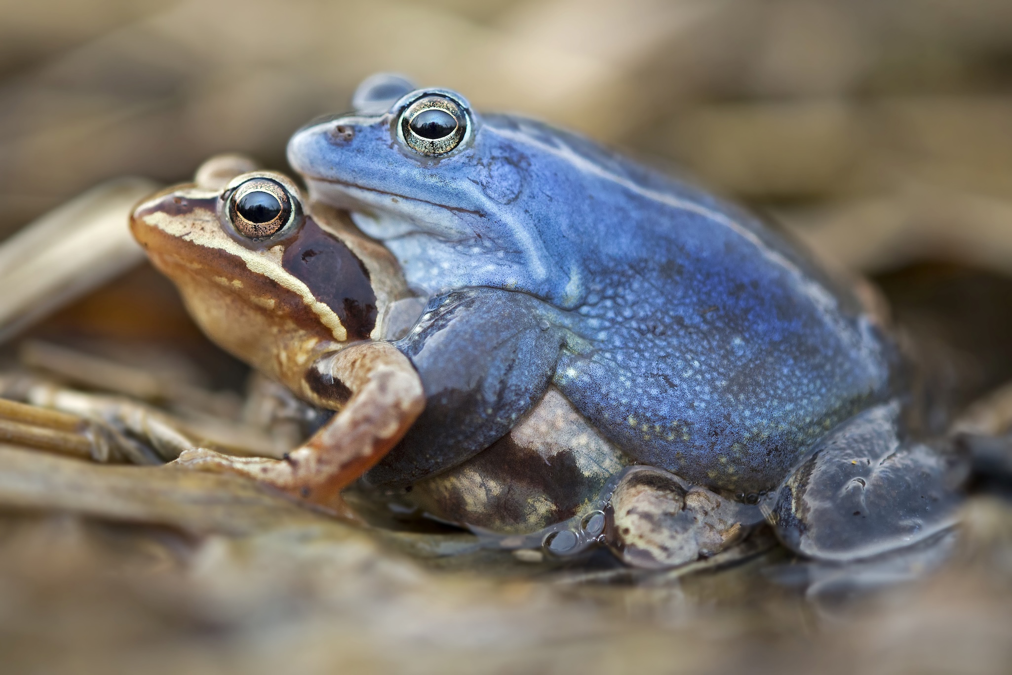 A brown frog and a blue frog are closely positioned on a natural, earthy surface, the blue one appearing to embrace the other. Their textured skin and prominent eyes hint at the hidden life of these amphibians near dark water.