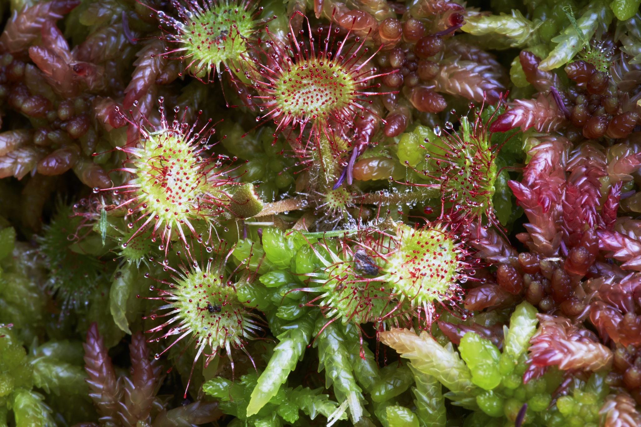 Close-up of round, green and red carnivorous sundew plants with sticky, hair-like glands reveals the hidden life at the edge of dark water, surrounded by vibrant green and reddish moss.